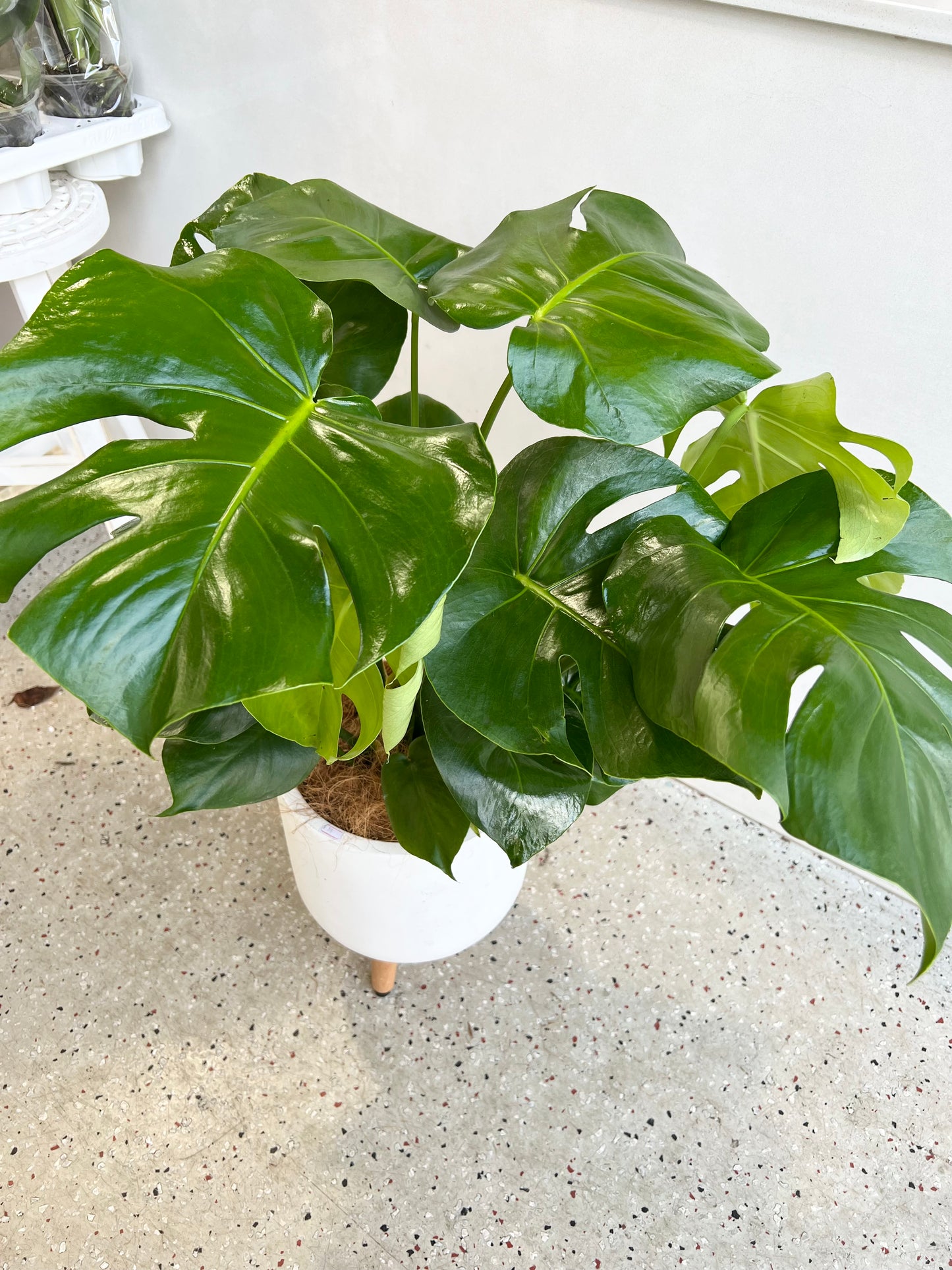 Monstera 200mm pot Pick up/Delivery
