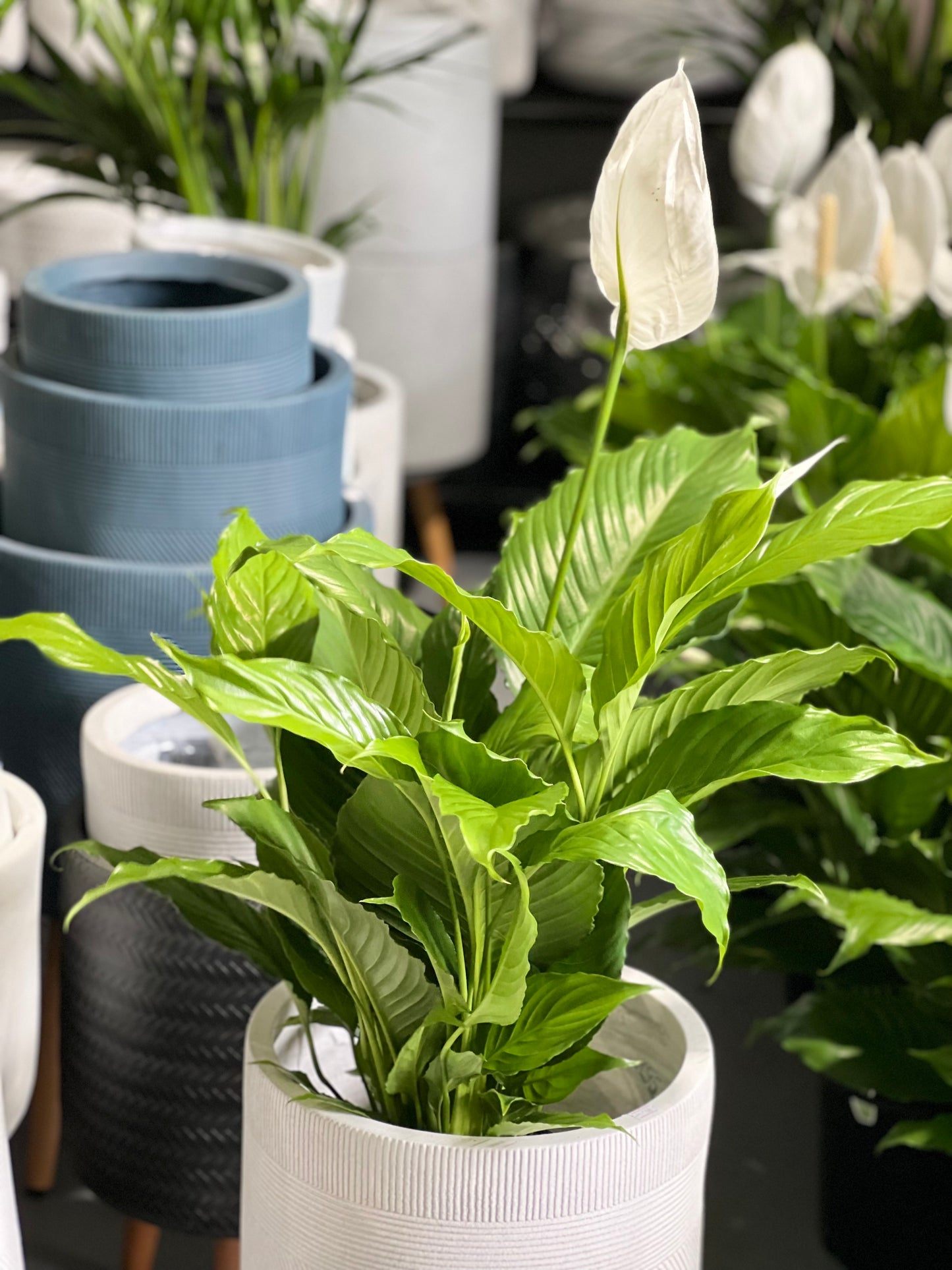 Peace lily 200mm pot (Pickup/Delivery)