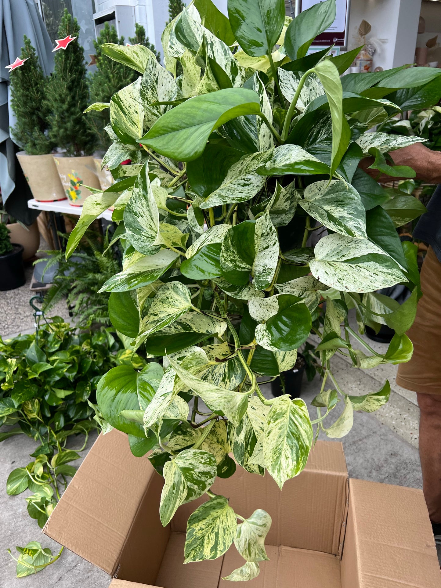 Large Devils ivy Marble Queen 270mm hanger (Pick up/delivery)