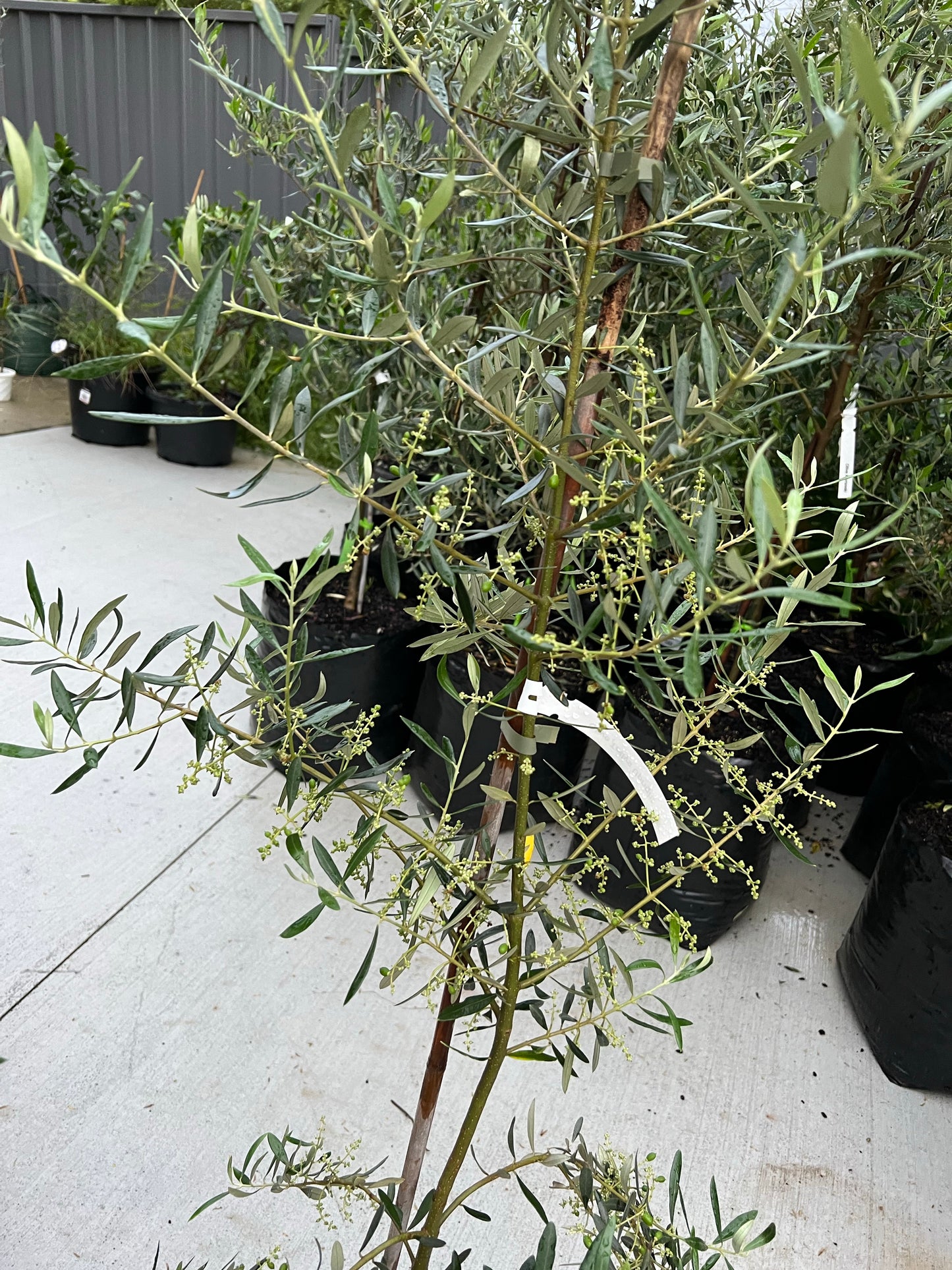 Large Olive tree 300mm (pickup/delivery)