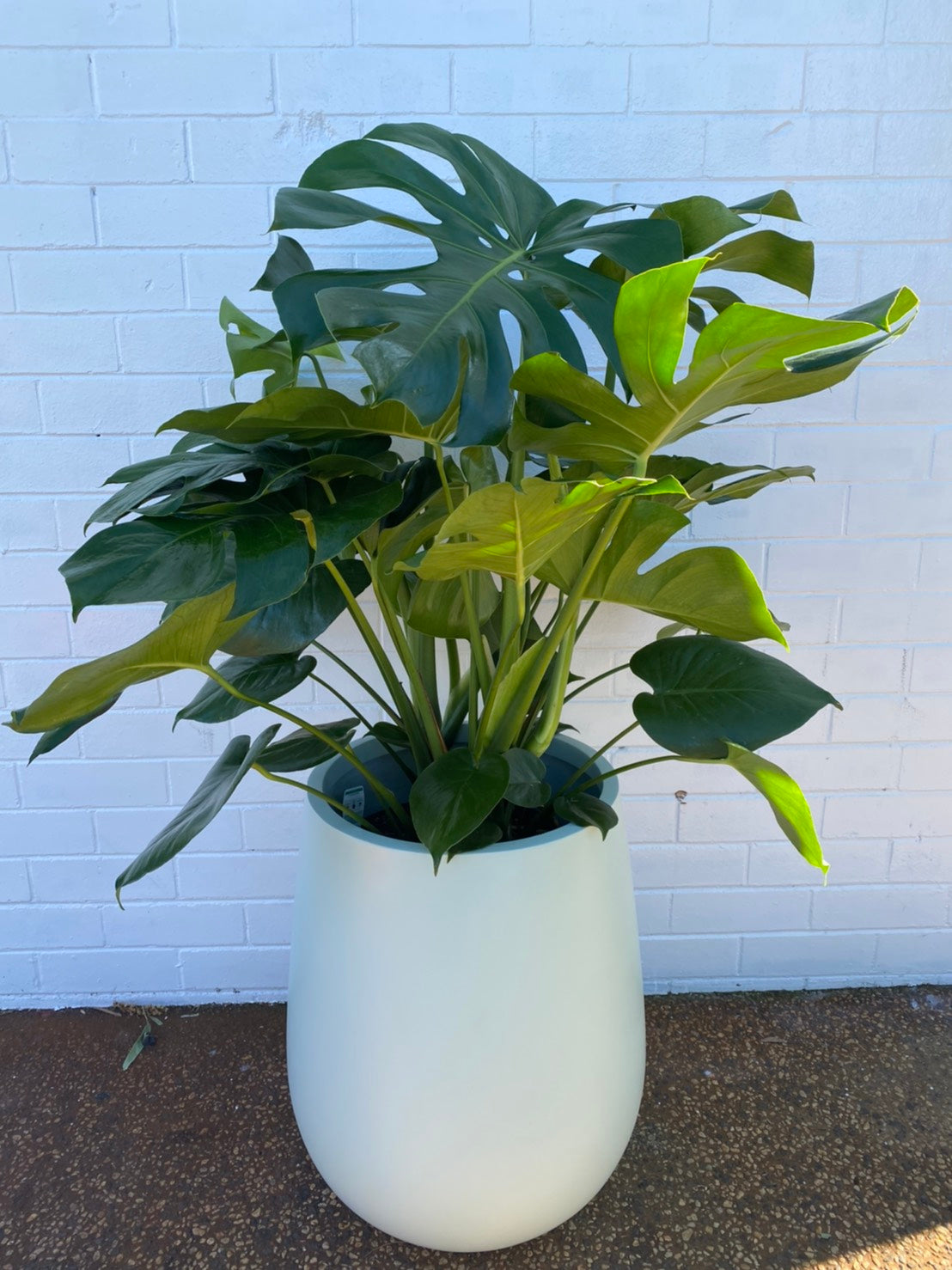 Monstera 250mm pot Pick up/Delivery