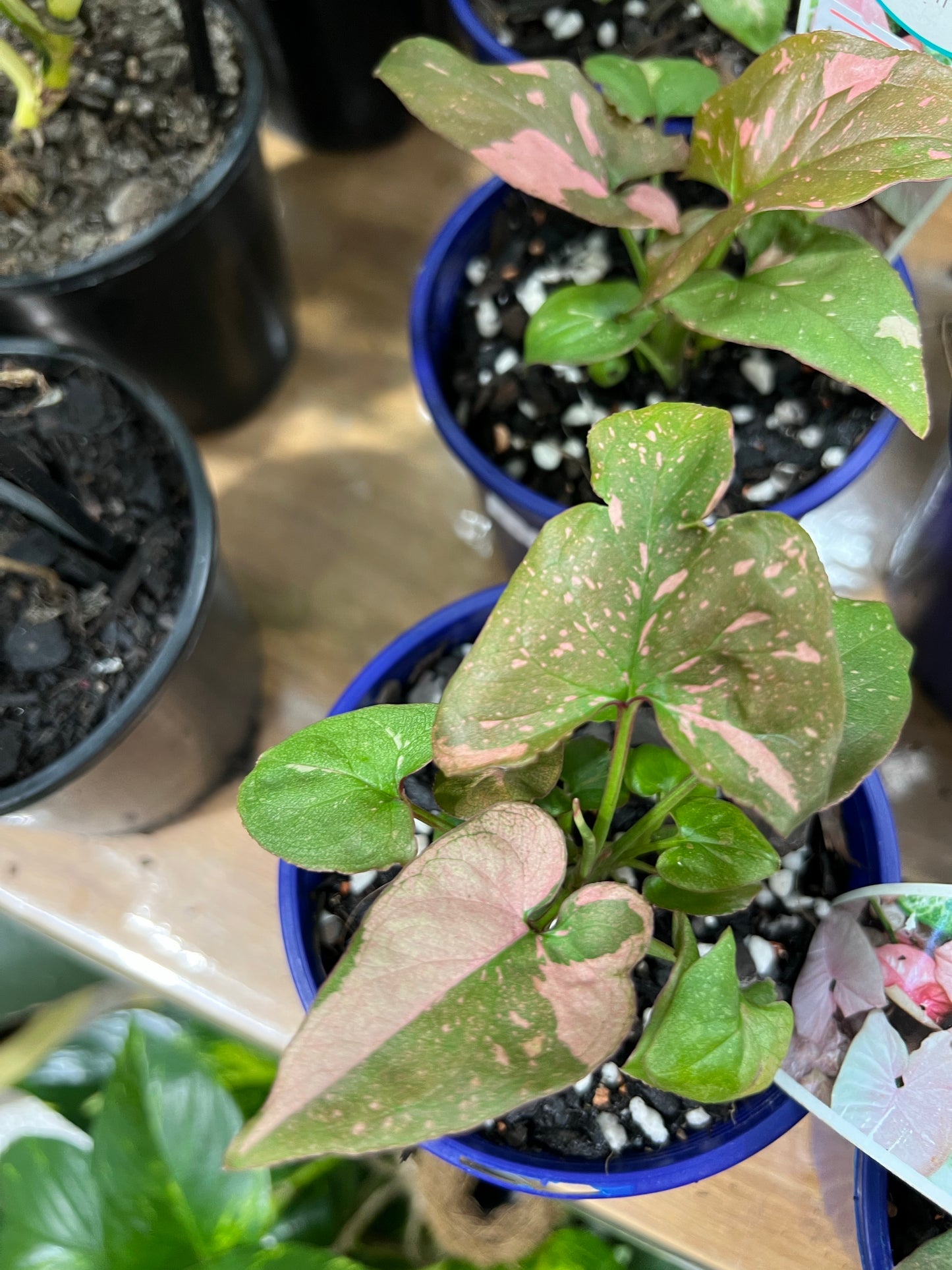 RARE PLANT Syngonium Red Spot 100mm (Pick up/delivery)