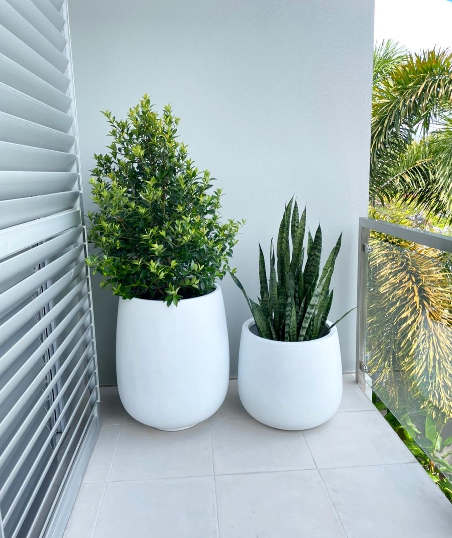 Snake Plant Green 300mm pot (Pick up/delivery)