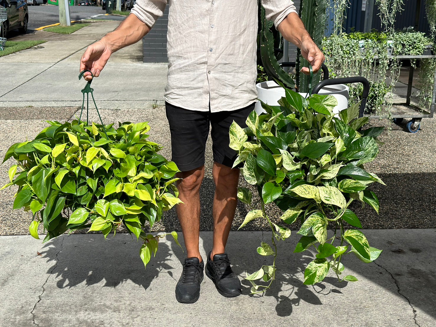 Large Devils ivy Marble Queen 270mm hanger (Pick up/delivery)