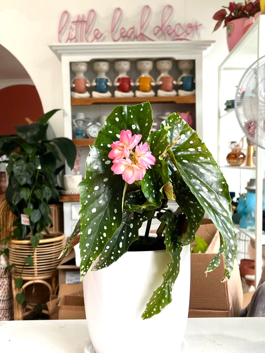 Begonia Polka Dot 130mm pot (pick up/delivery)