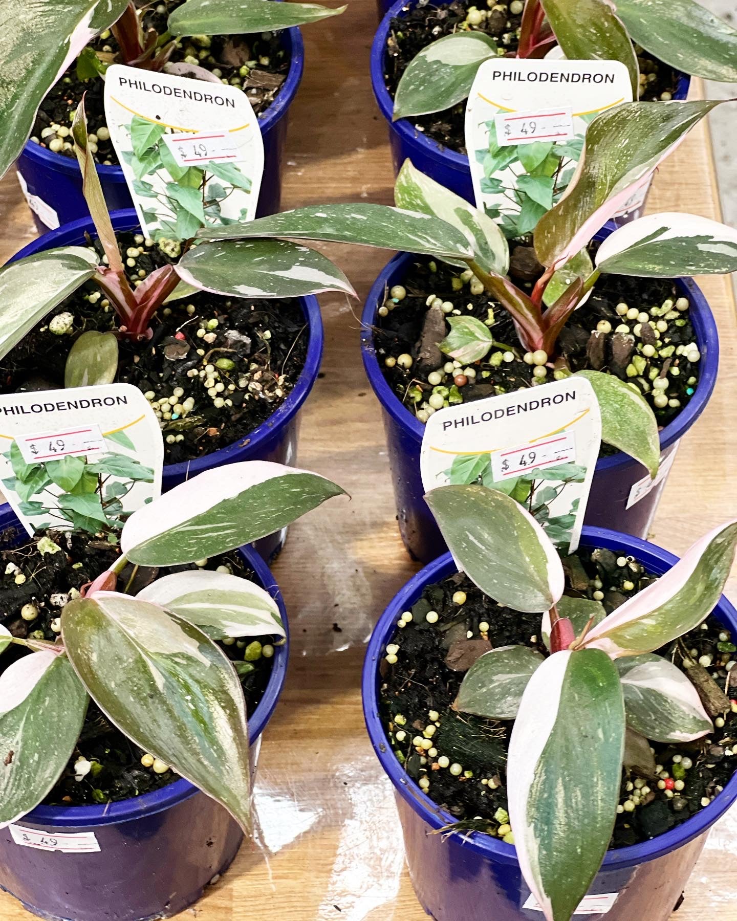 rare pink princess philodendron RARE PLANT Philodendron Pink Princess Variegated 100mm pot (Pick up/delivery)