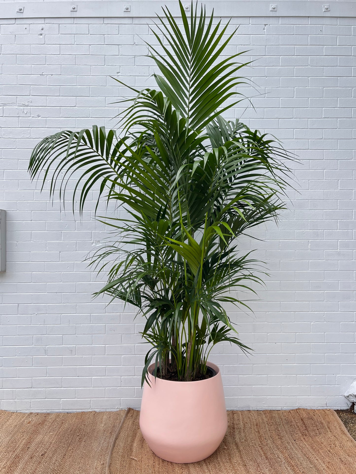 XXL Kentia Palm 400mm 2.7m tall (Pickup/Delivery)