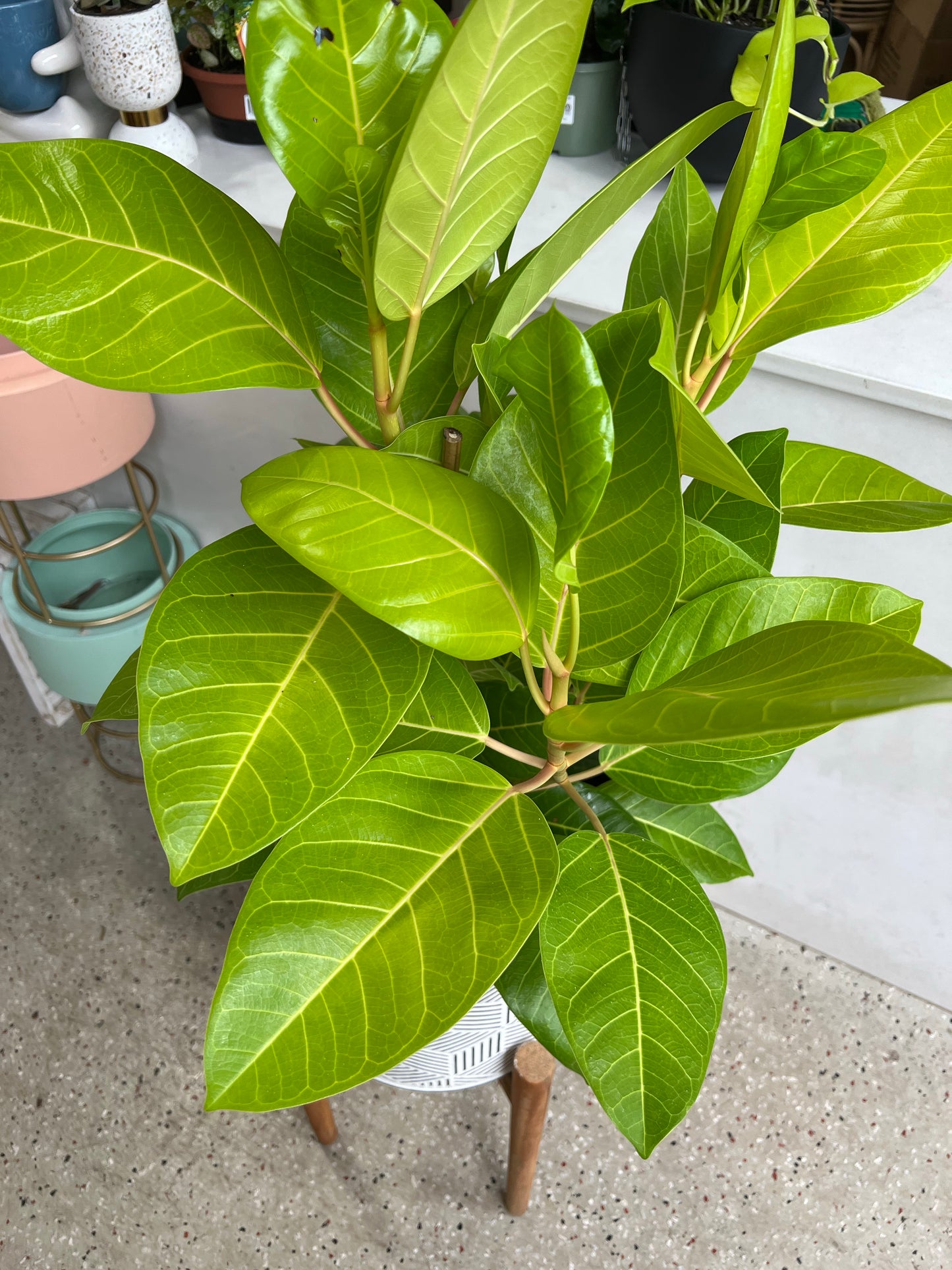Rubber Plant Tineke Lime 200mm (pickup/delivery)