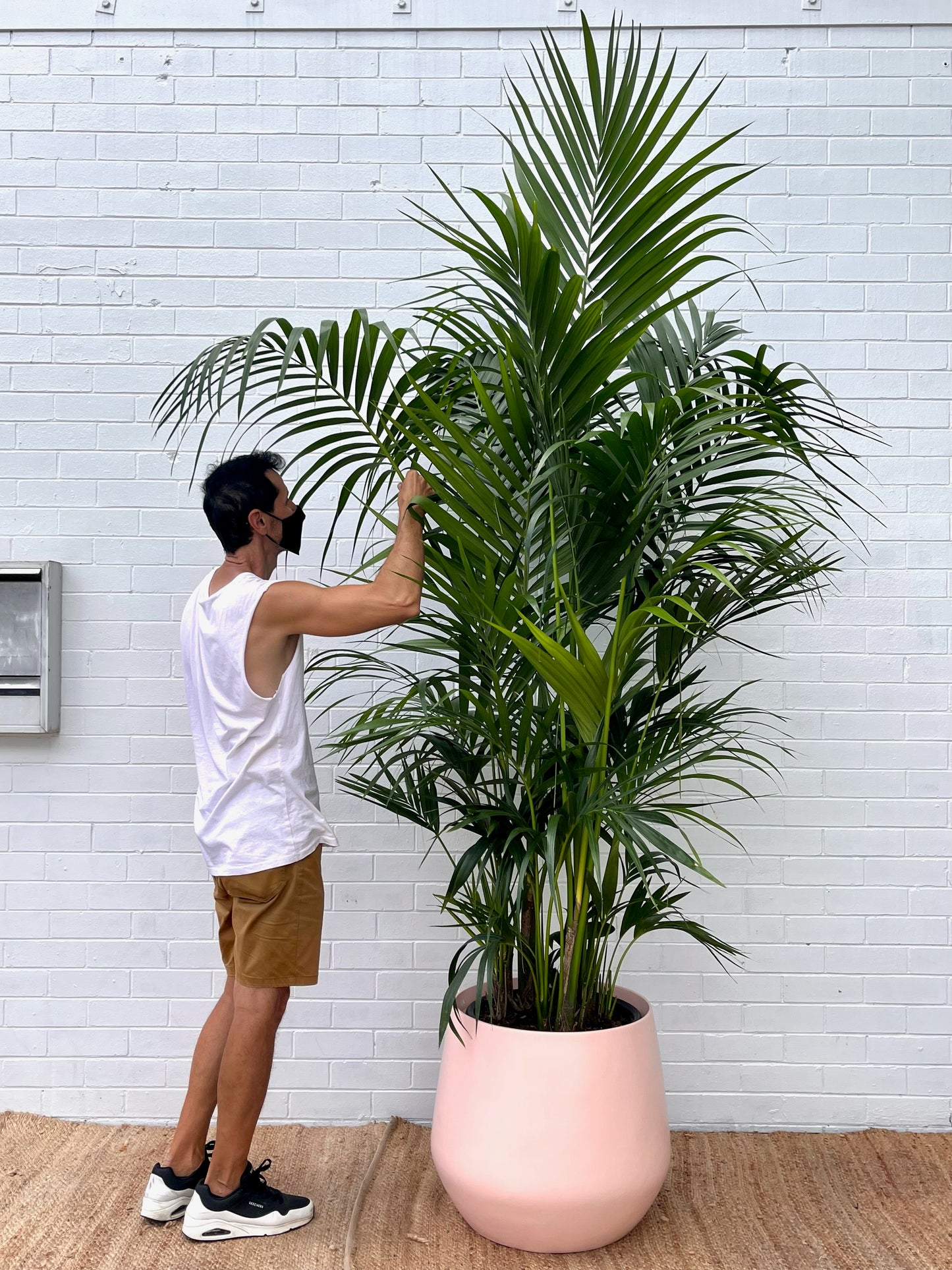 XXL Kentia Palm 400mm 2.7m tall (Pickup/Delivery)