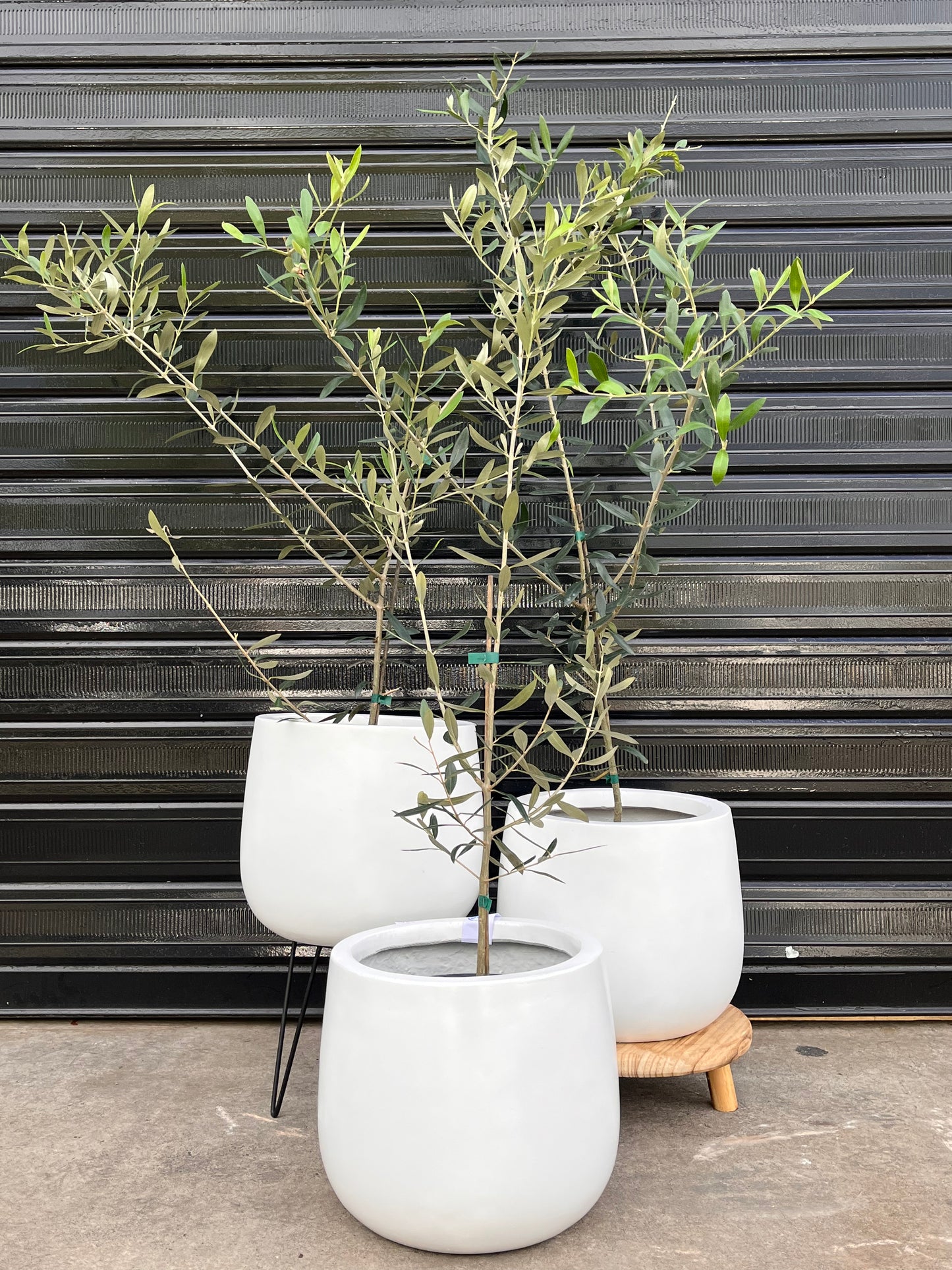 Olive tree 200mm 60cm-70cm tall (pickup/delivery)