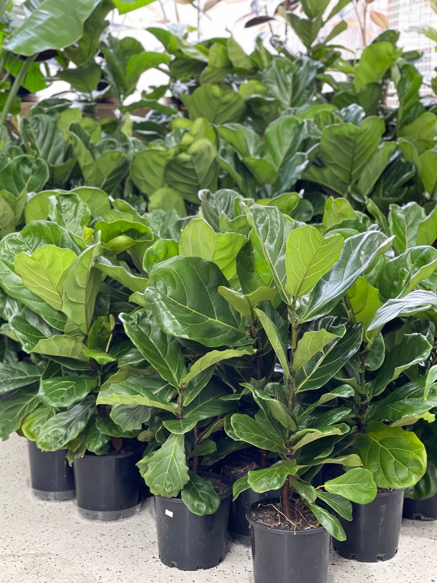Fiddle leaf fig lush 200mm pot (pick up/delivery)