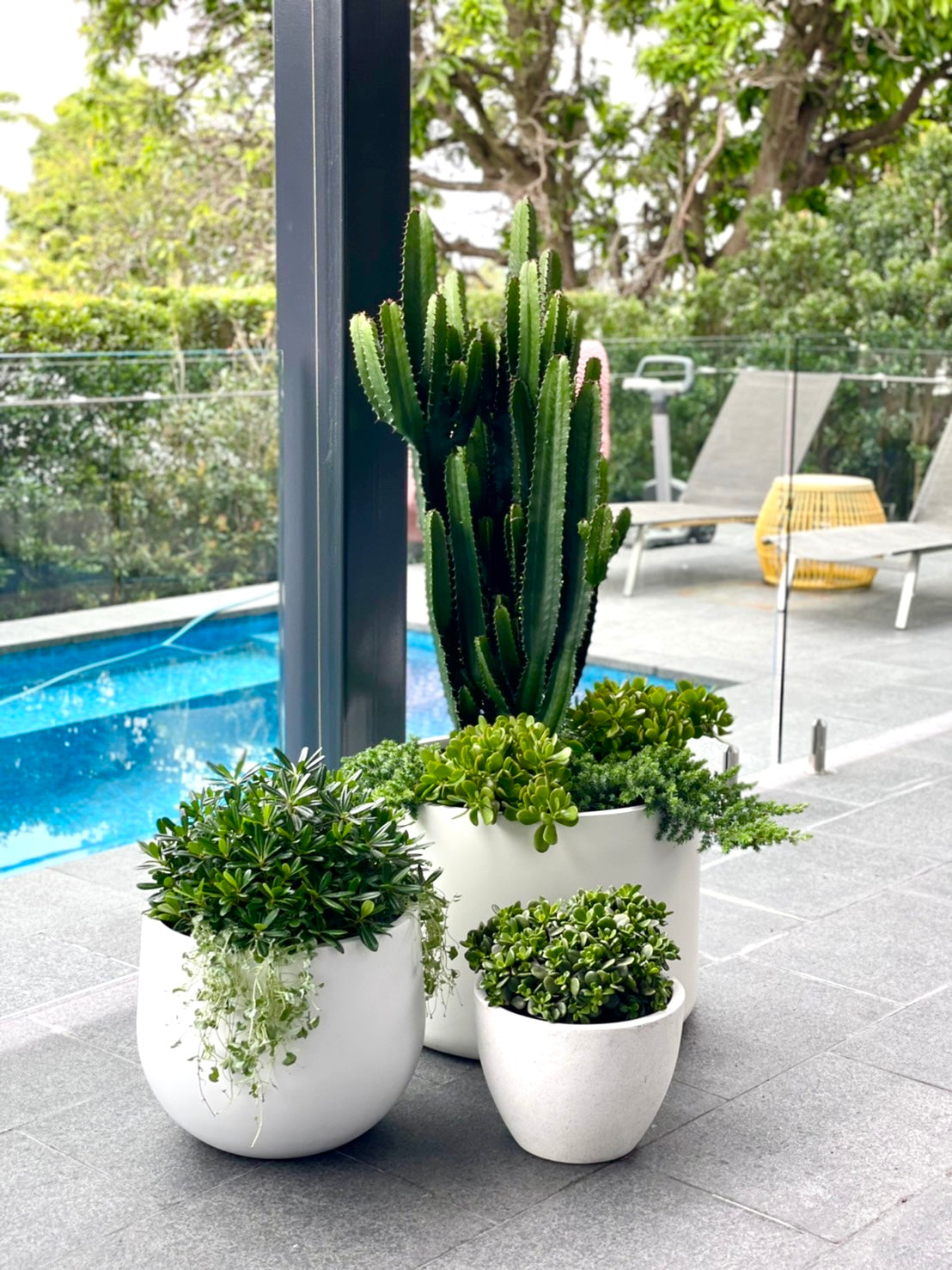 cactus plants for outdoor pots Cowboy Cactus π΅ 280mm&400mm (Pickup/Delivery)