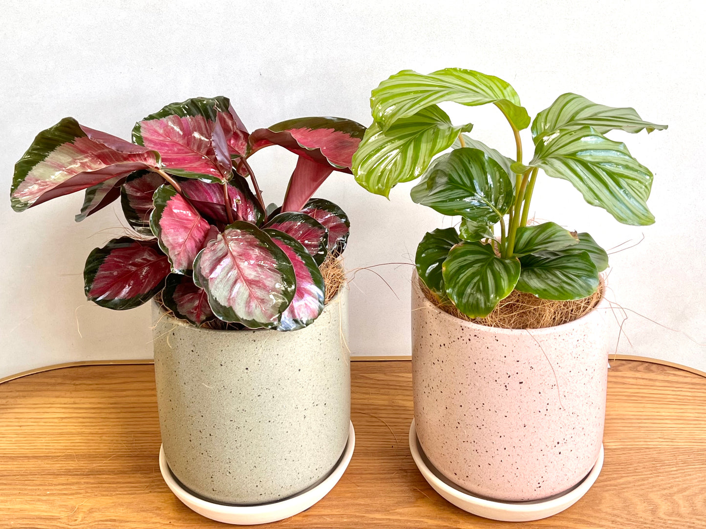 Calathea Rosy 125mm pot Indoor Plant (Pick up/delivery)