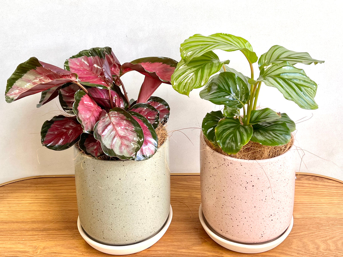Calathea Rosy 125mm pot Indoor Plant  (Pick up/delivery)