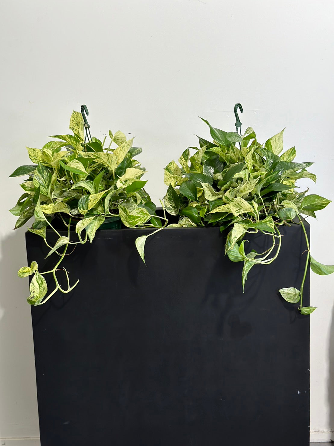 Large Devils ivy Marble Queen 270mm hanger (Pick up/delivery)