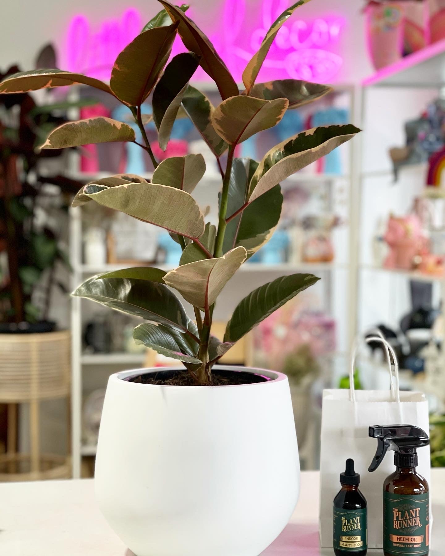 drum plant pot NY drum pot 200mm matte white (Pickup/delivery) – Little Leaf Decor