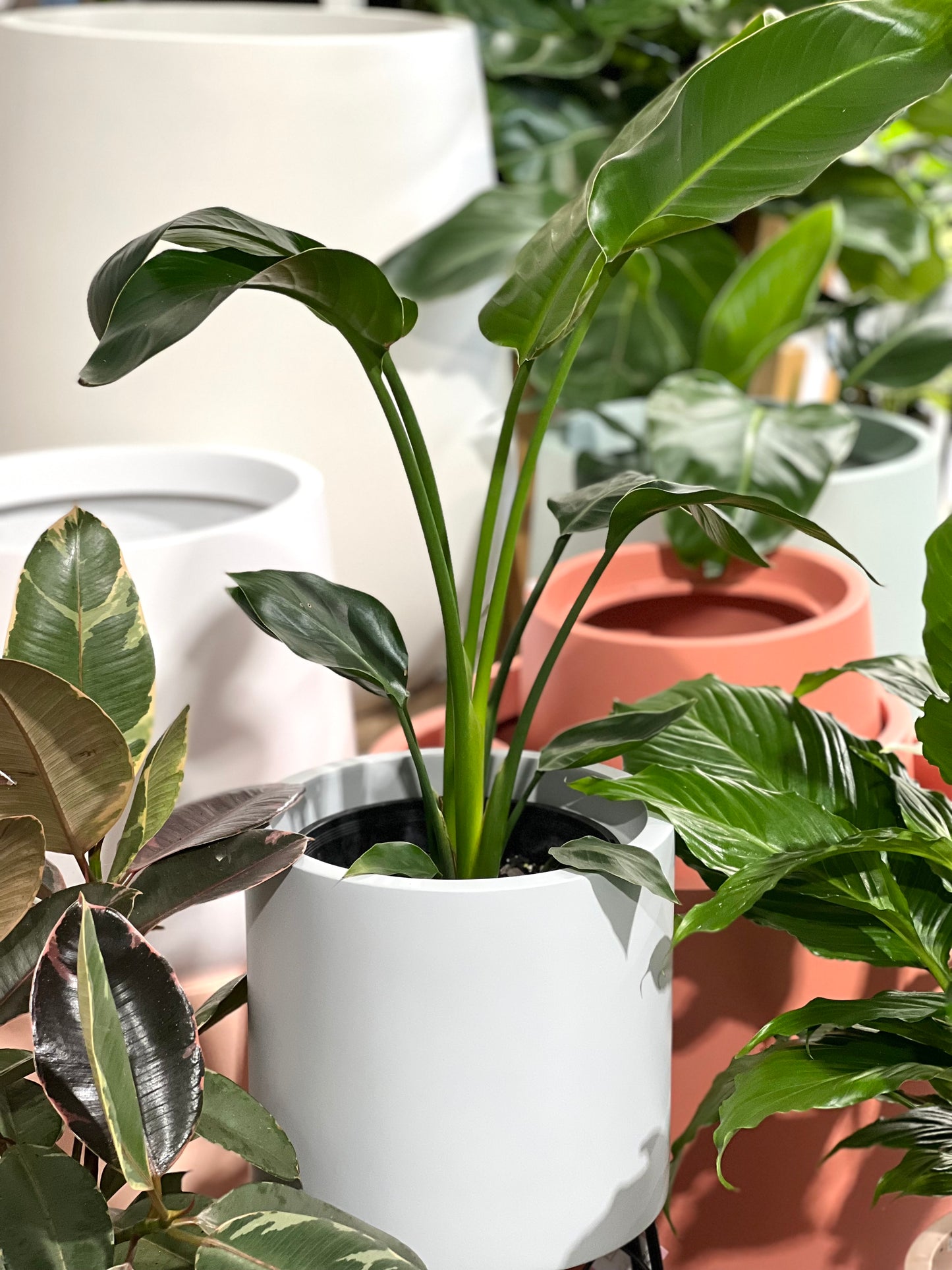 NY Candy Day Lightweight Pots  (Pick up/Delivery)