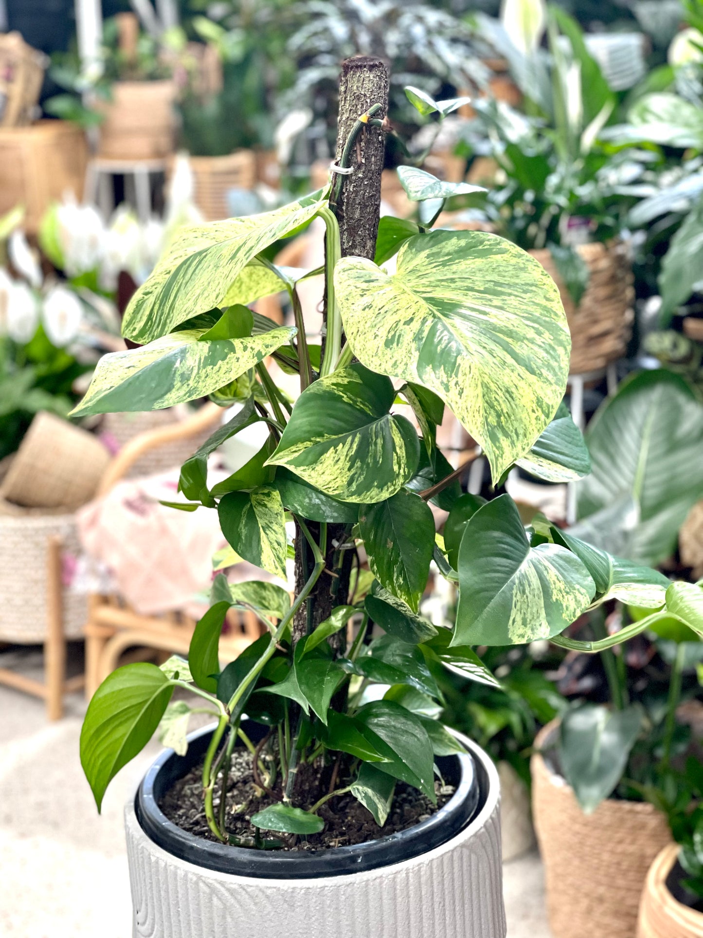 Large Devils ivy Marble Queen totem 300mm pot (Pick up/delivery)