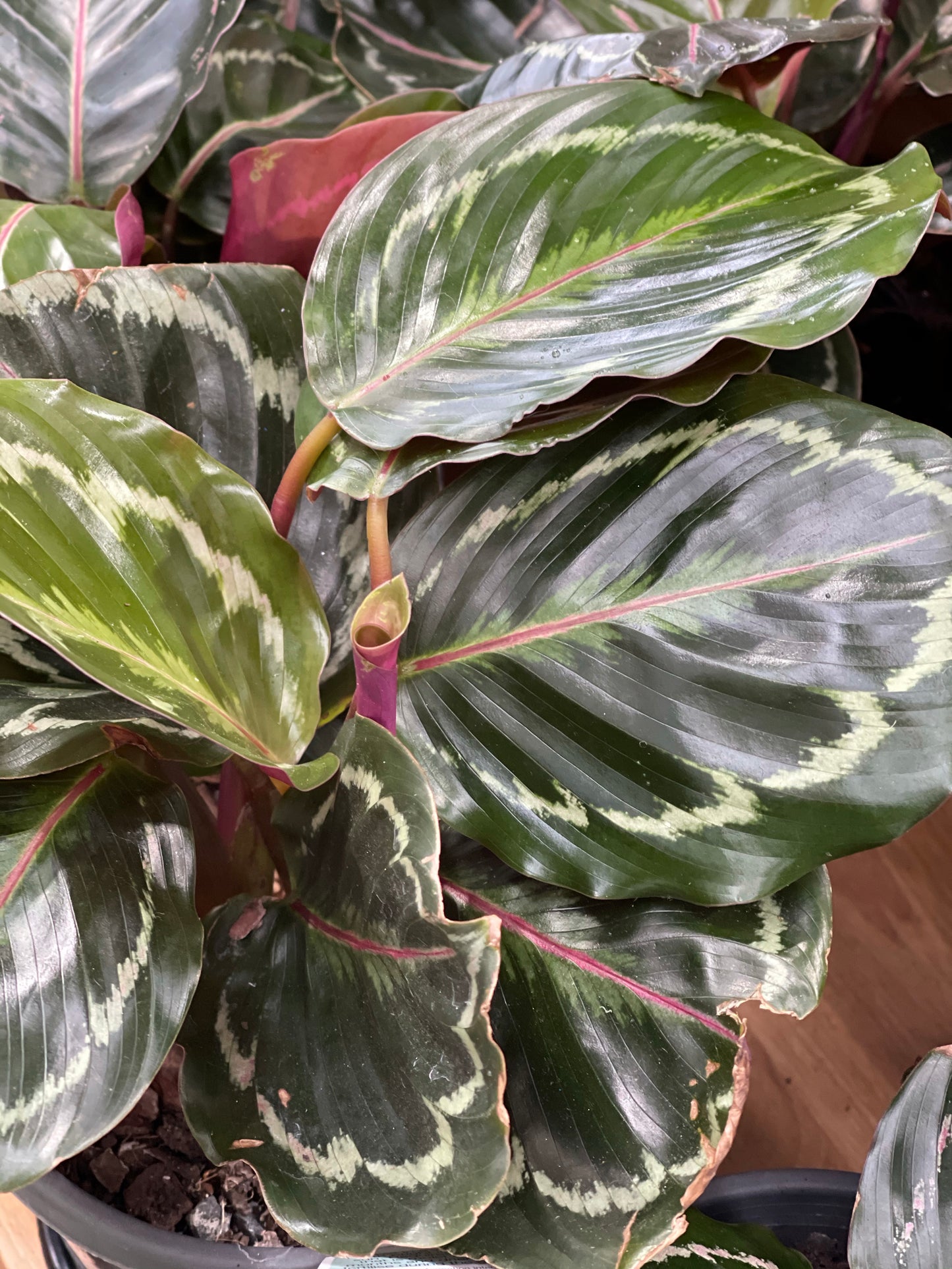 Calathea Medallion 130mm pot Indoor Plant (Pick up/delivery)