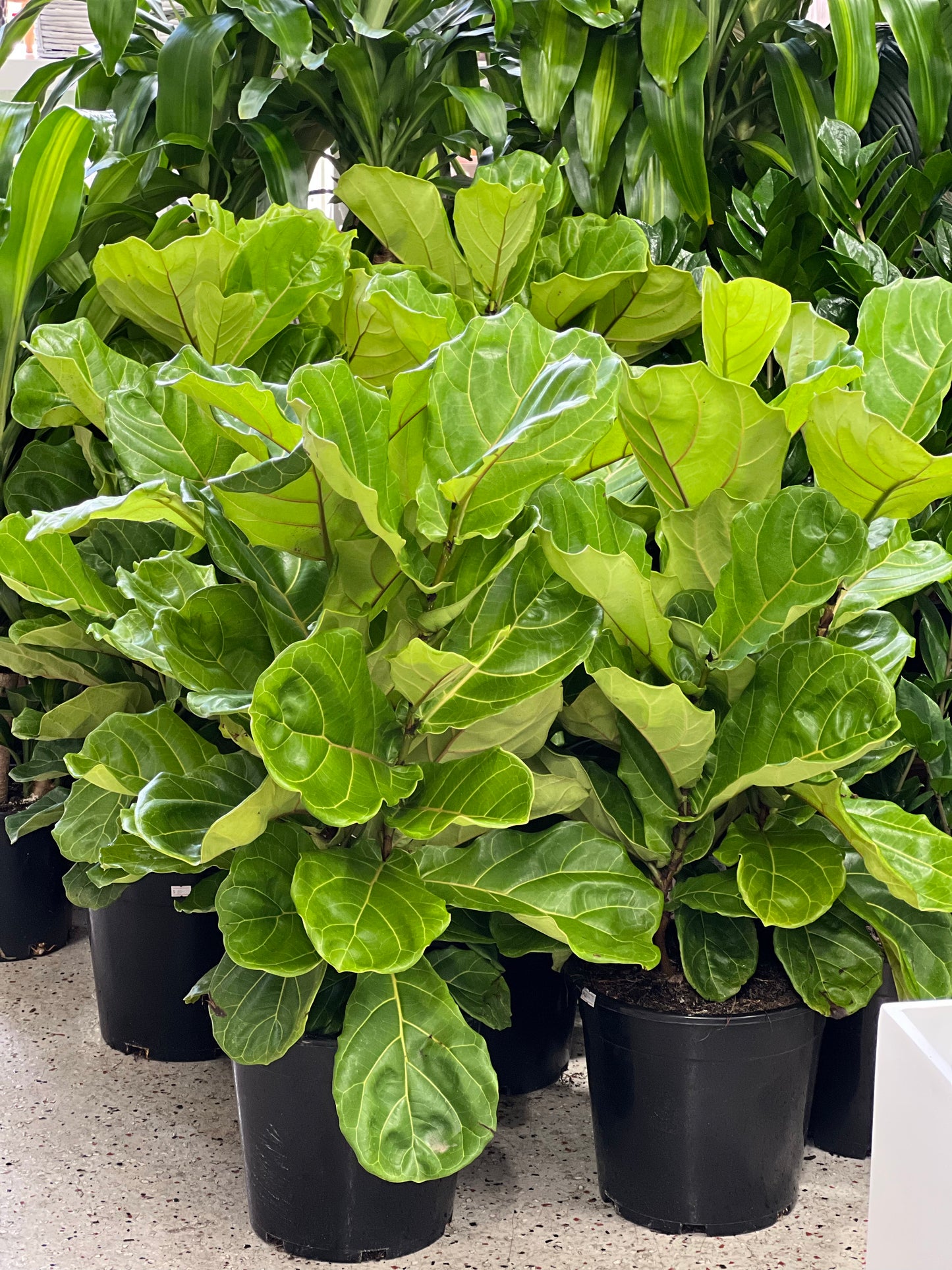 Fiddle leaf fig 80cm-1m tall 250mm pot (pick up/delivery)