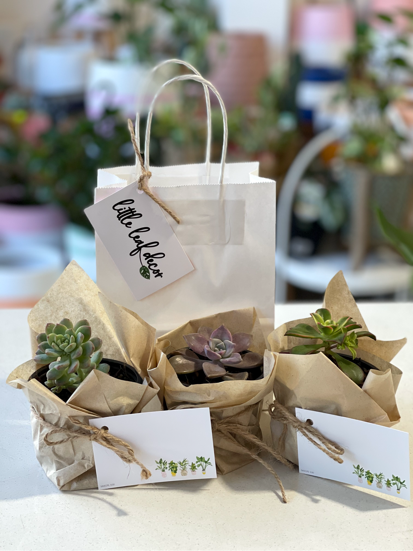 Succulent 80mm pot GIFT 🎁 (Pickup/Delivery)