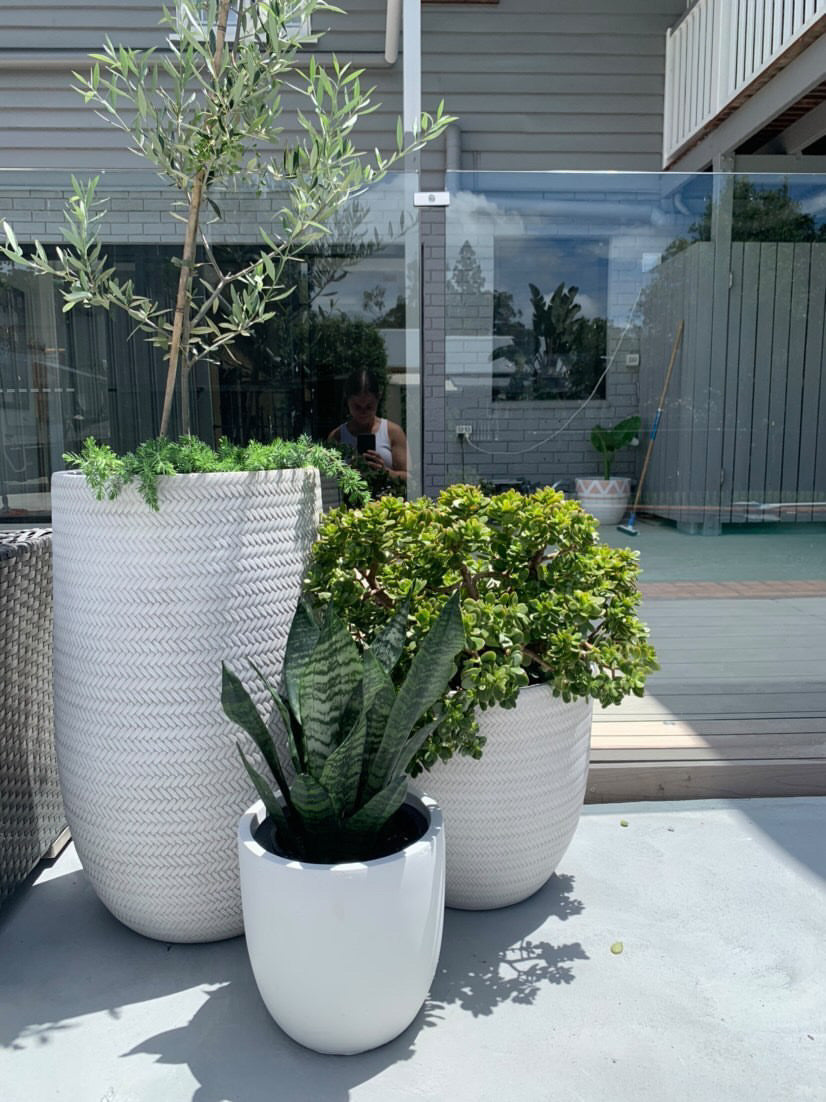 Bamboo U pots White (Pick up/Delivery)