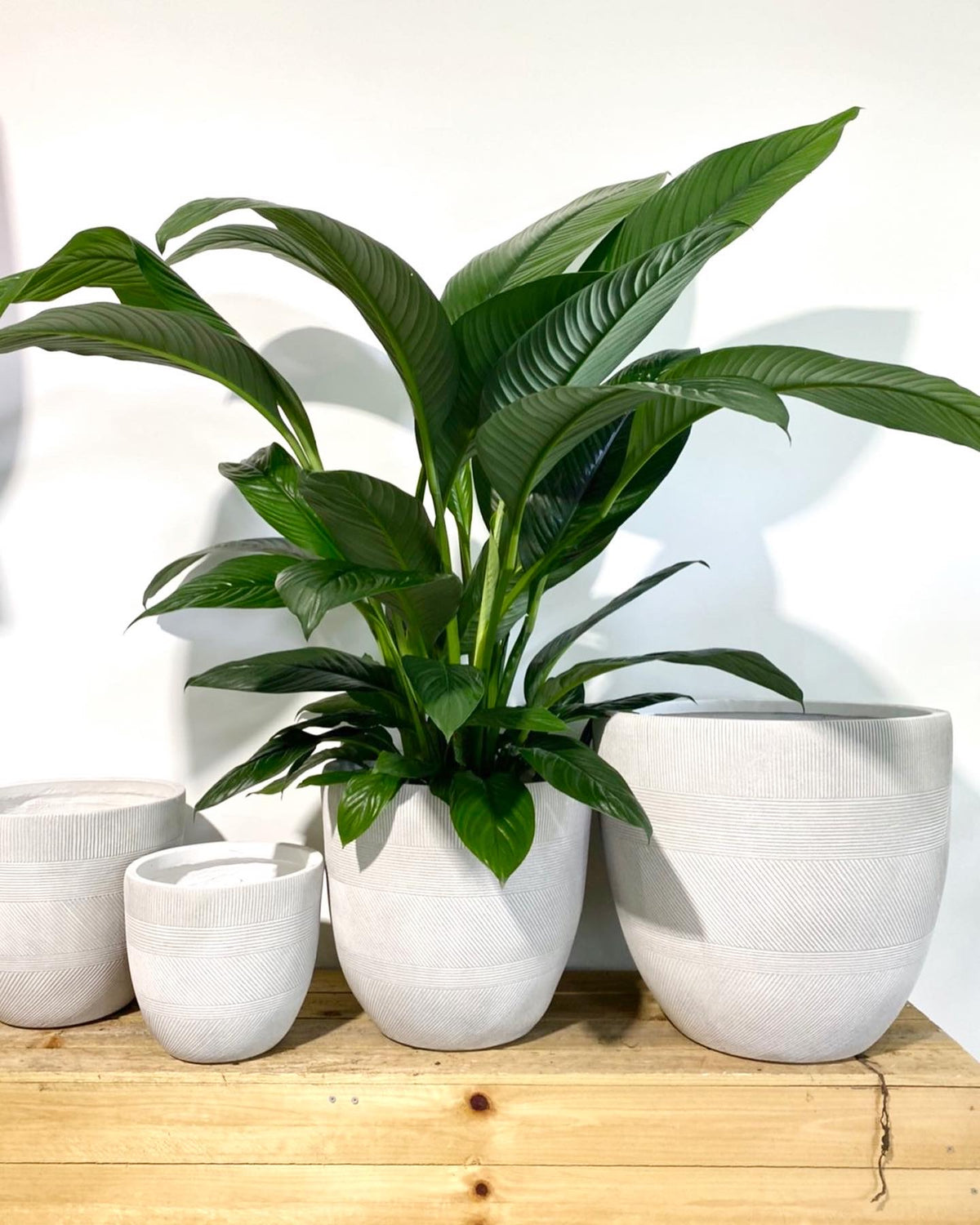 Giant Peace Lily Plant  250mm (pickup/delivery)