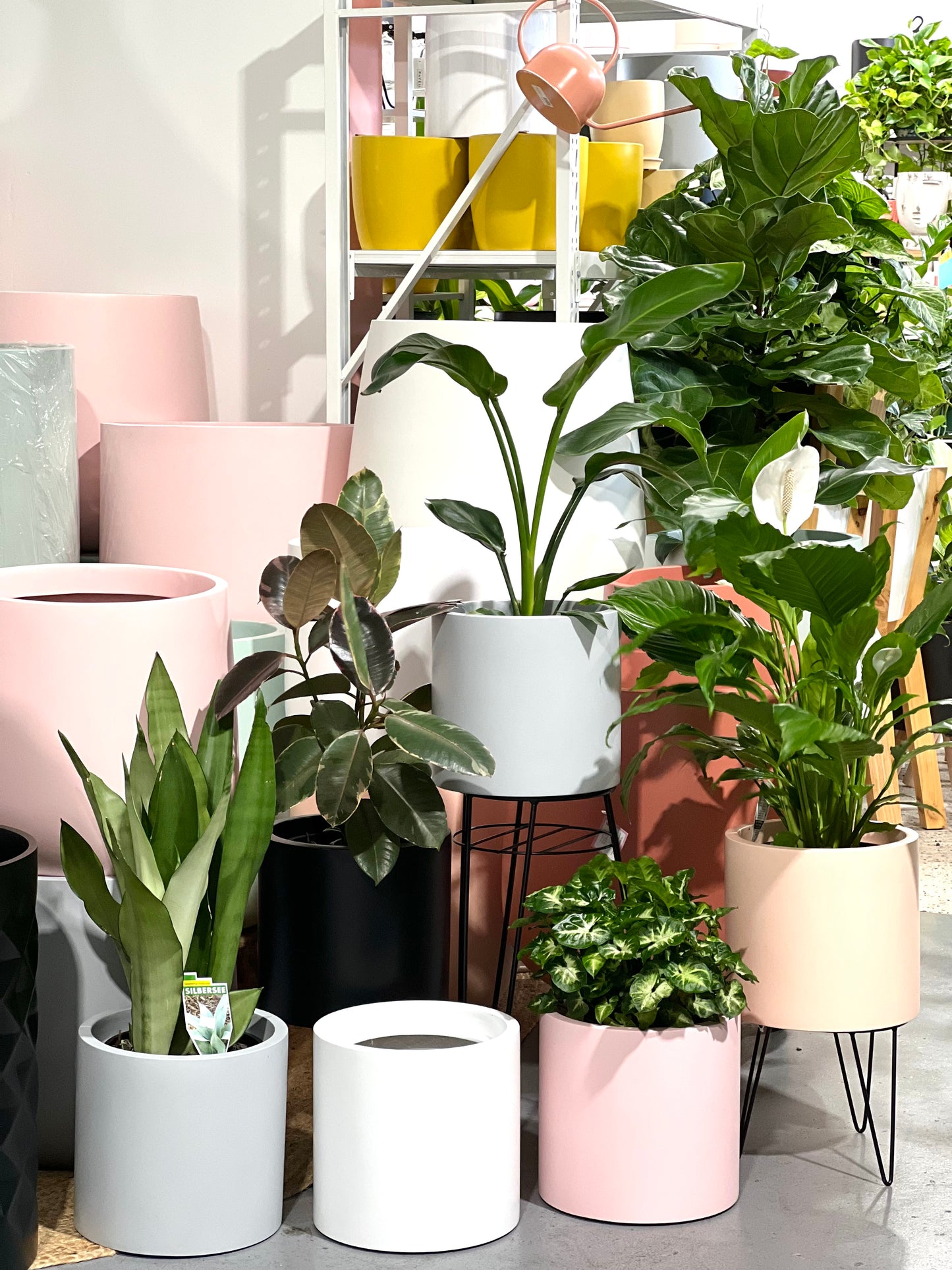 NY Candy Day Lightweight Pots  (Pick up/Delivery)