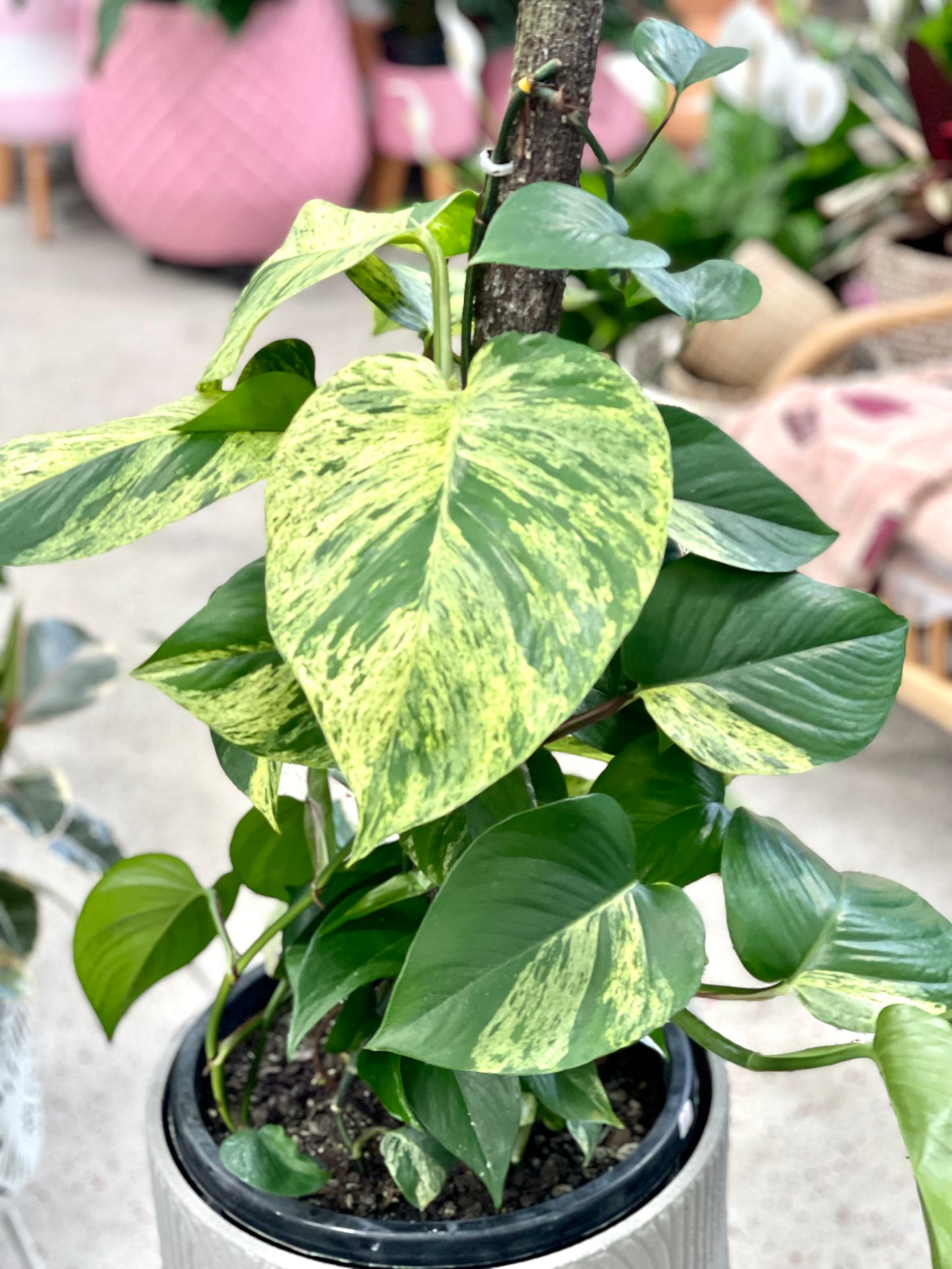 Large Devils ivy Marble Queen totem 300mm pot (Pick up/delivery)