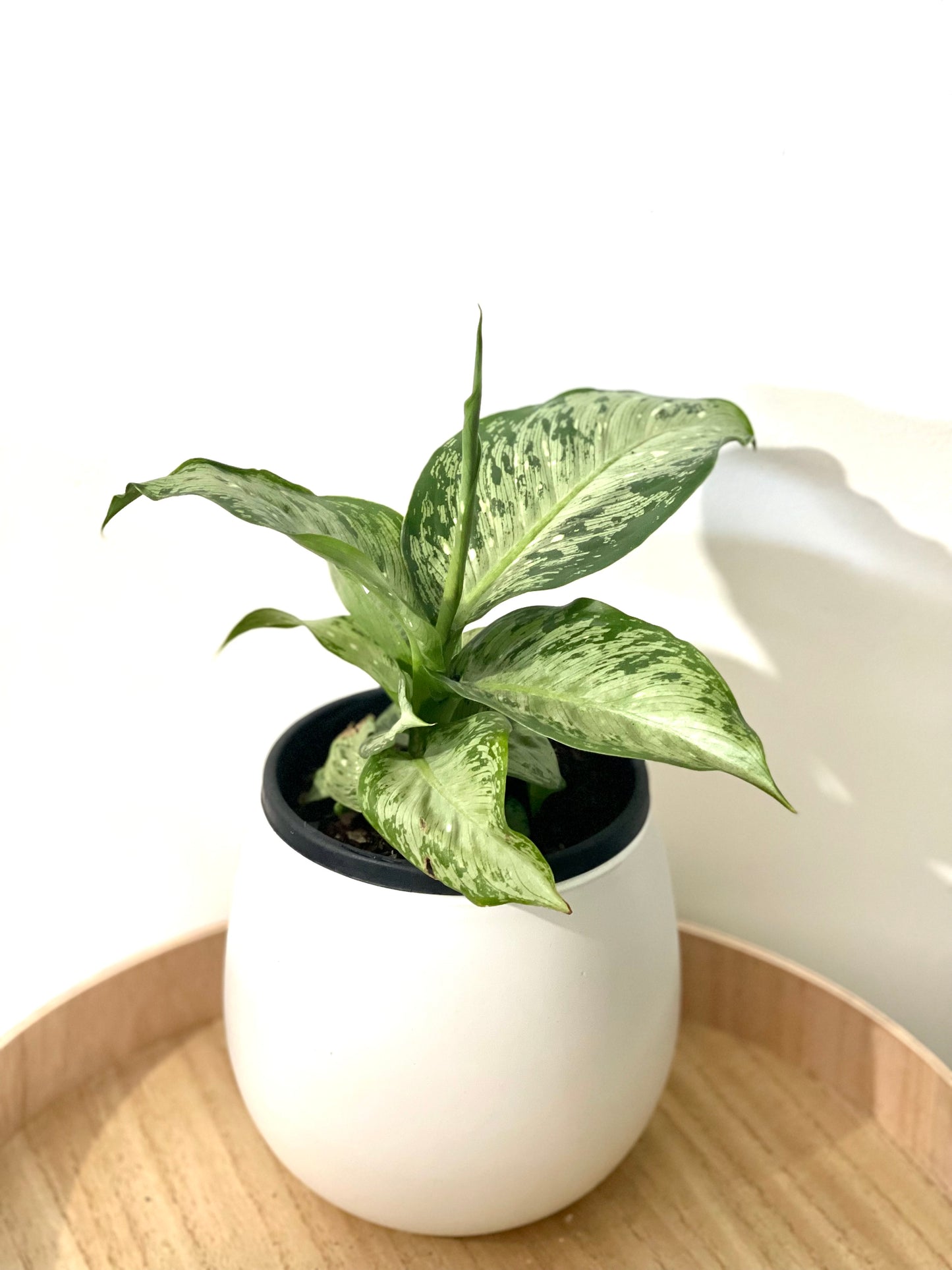 Dieffenbachia snow 140mm pot Indoor Plant (Pick up/delivery)