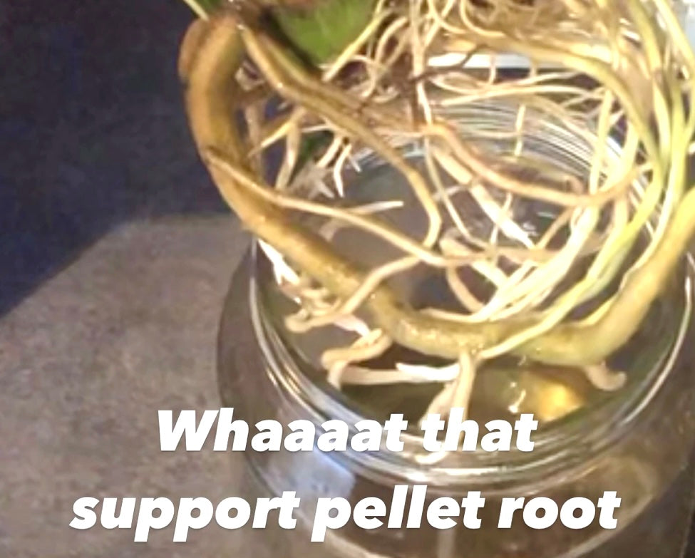 Support Pellets (Pickup / Delivery)