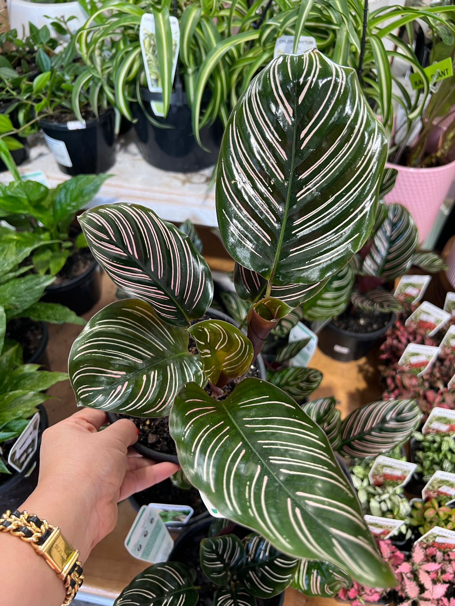 Calathea Ornata 130mm pot Indoor Plant (Pick up/delivery)