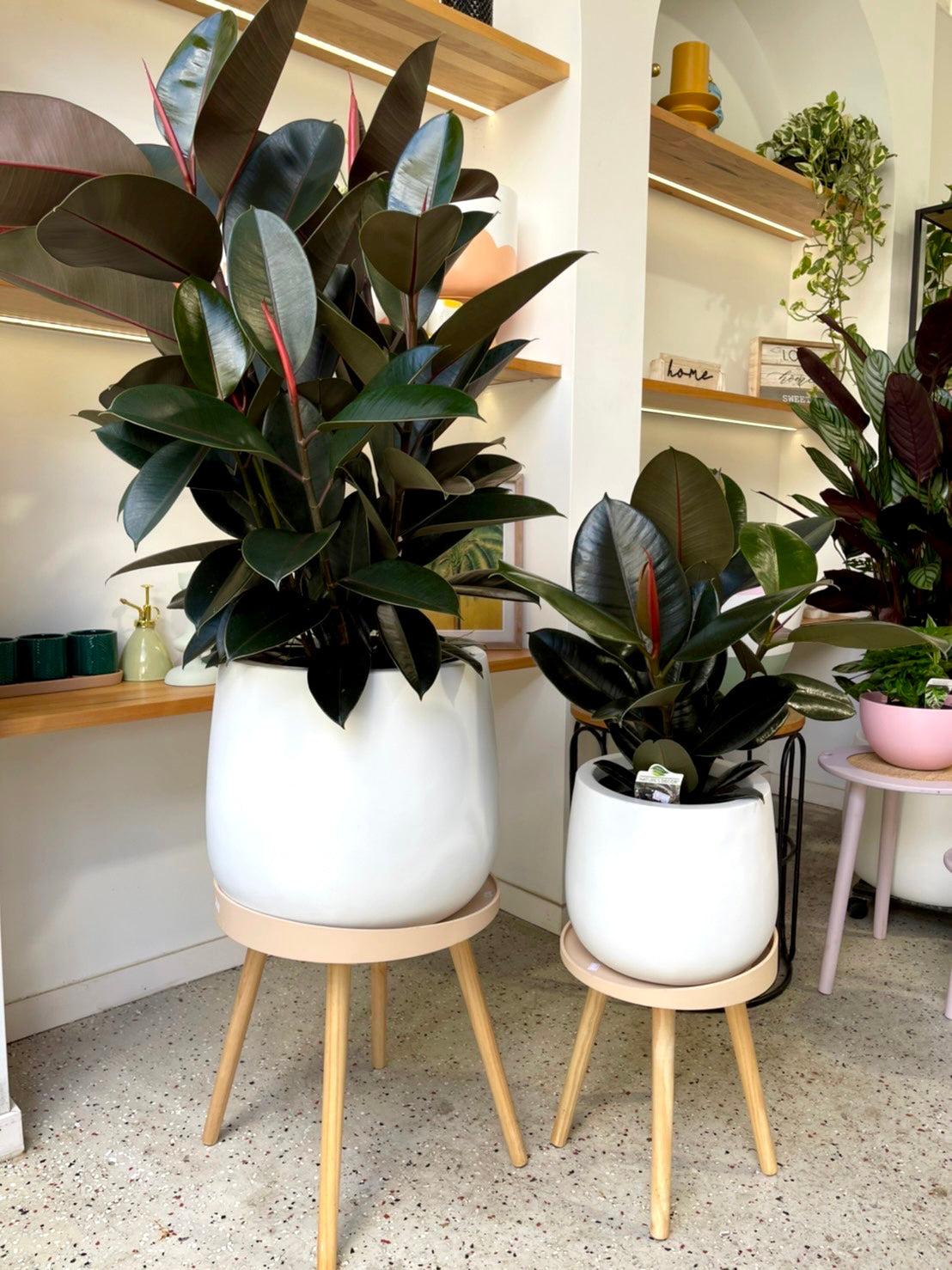 Rubber Plant Burgundy 250mm (pickup/delivery)