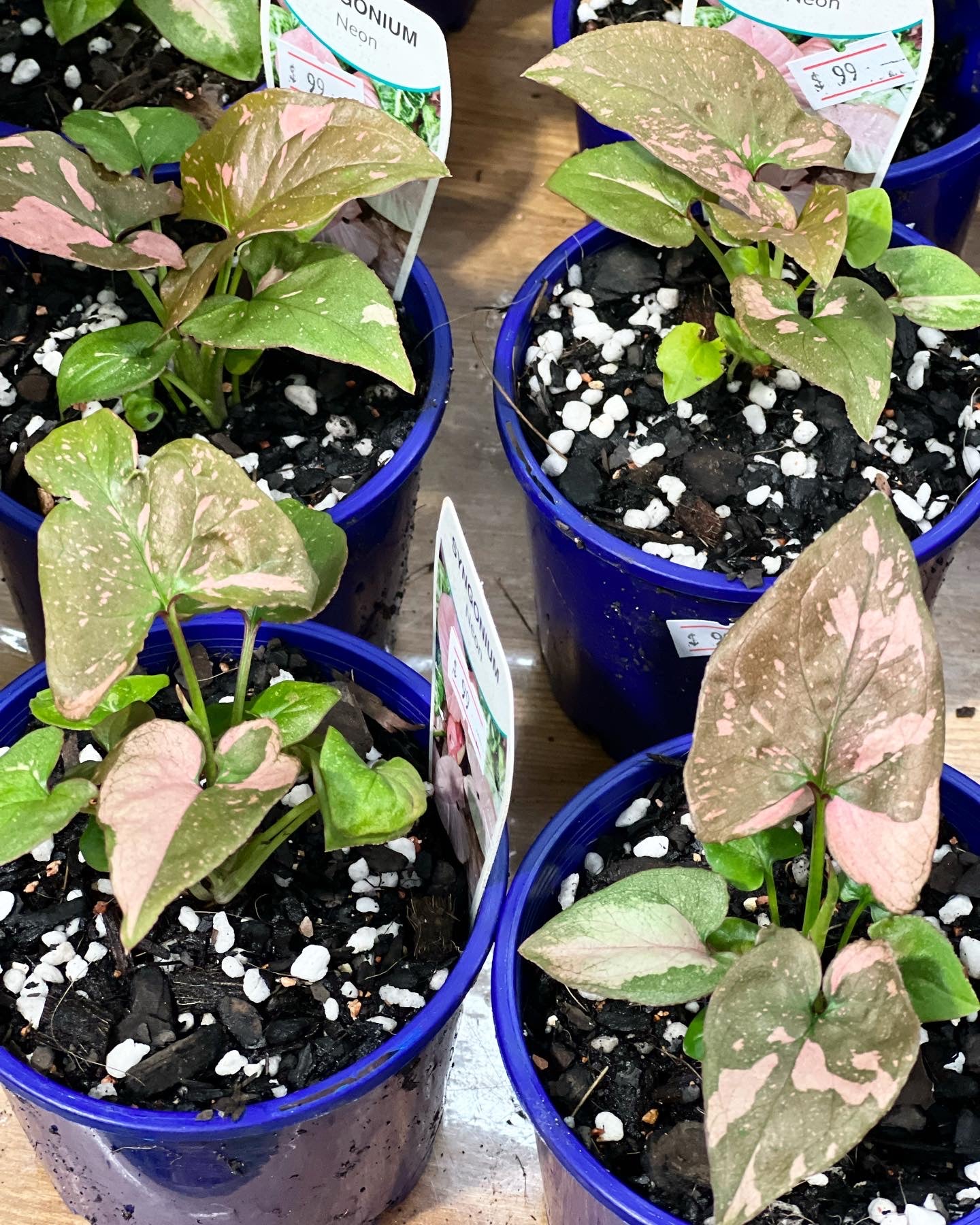 RARE PLANT Syngonium Red Spot 100mm (Pick up/delivery)