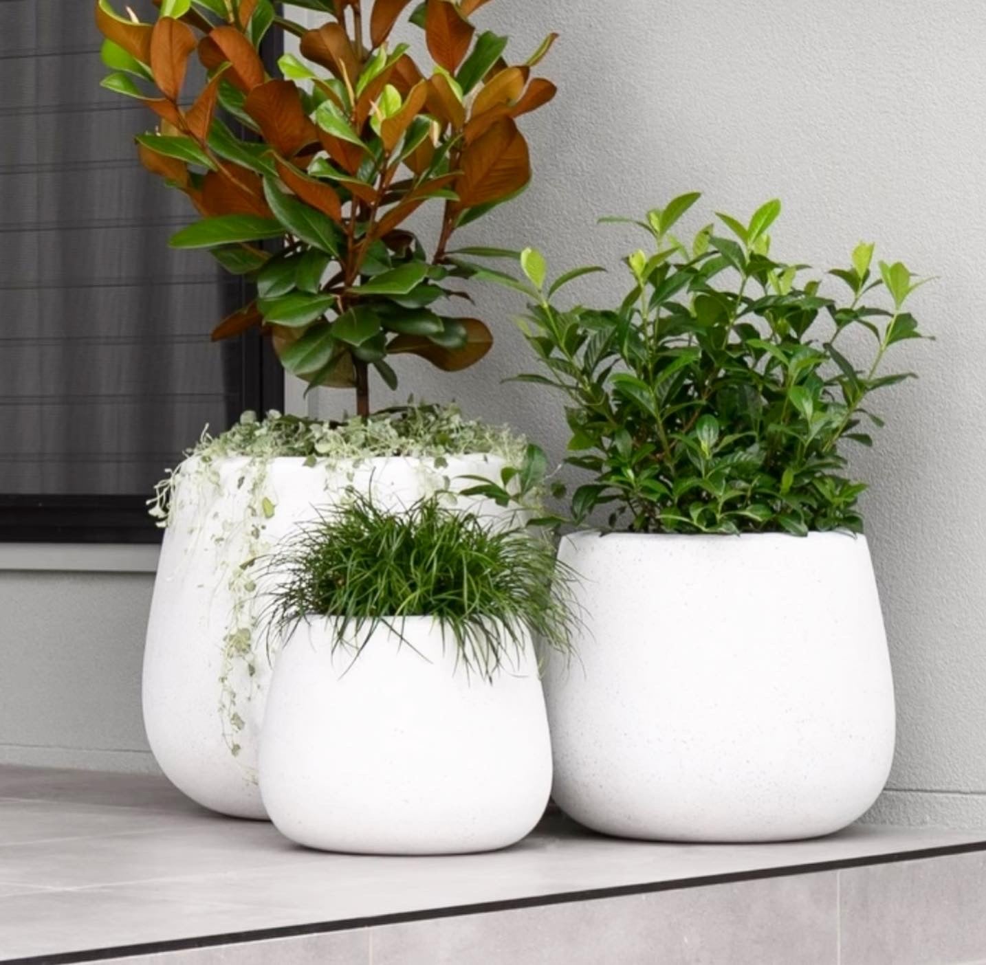 white potted plant NY Bella Cup Pot White ( pickup/delivery )