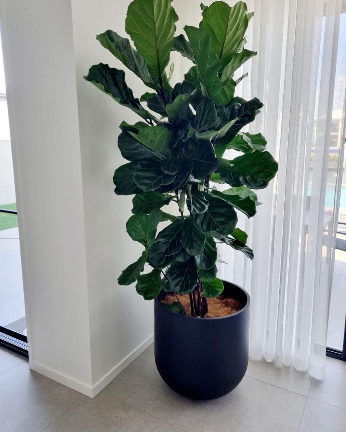 Fiddle leaf figs (Pickup/Delivery)