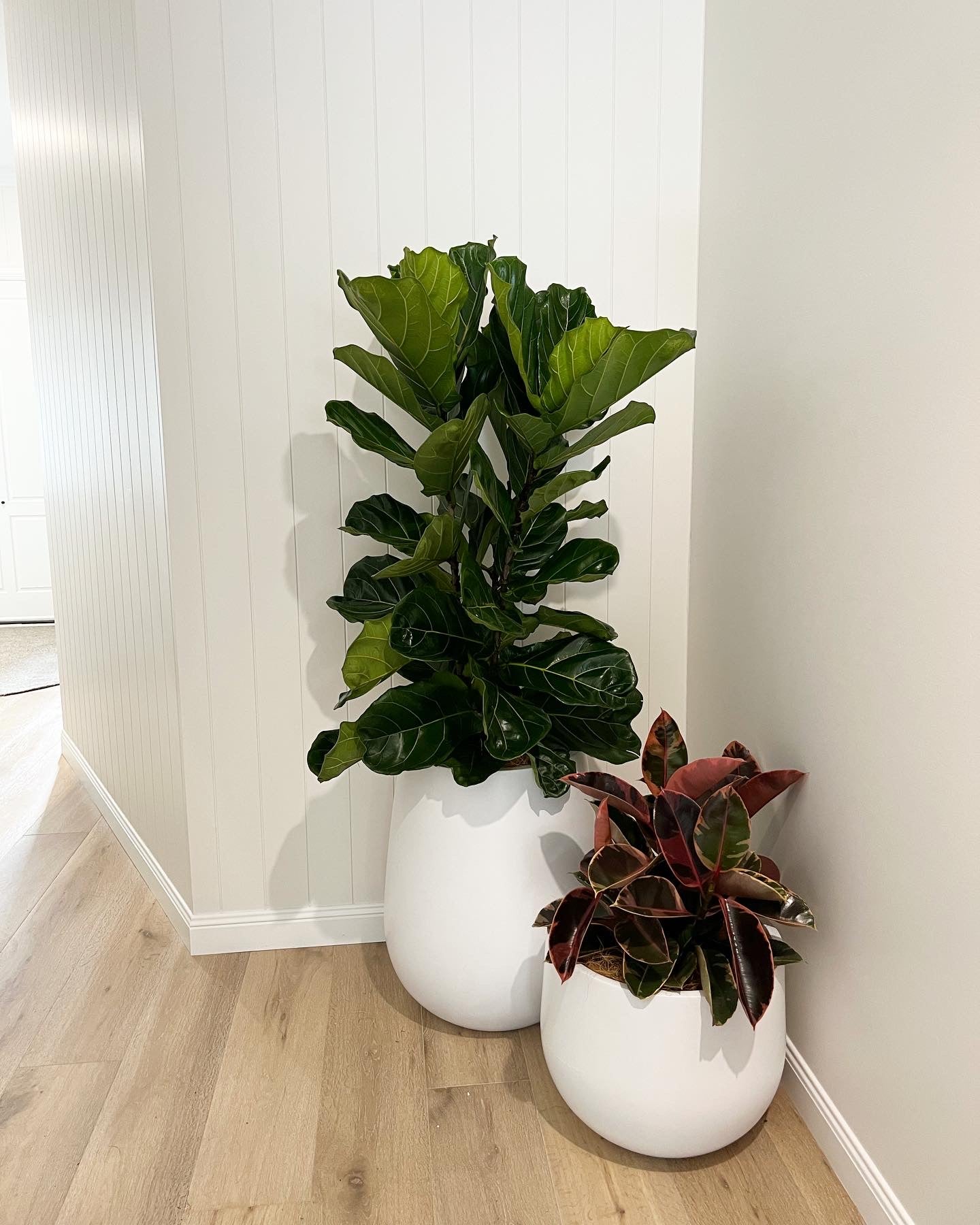 Fiddle leaf figs (Pickup/Delivery)