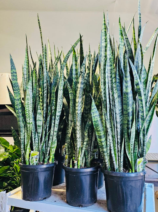 Snake Plant Green 300mm pot (Pick up/delivery)