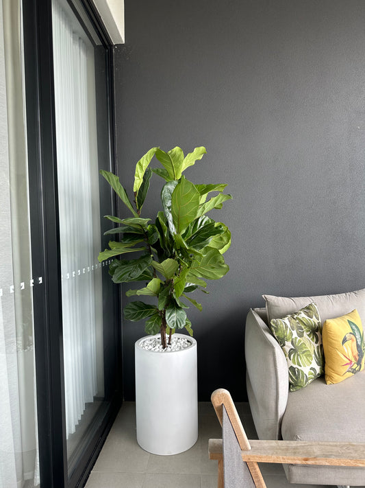 Fiddle leaf fig 80cm-1m tall 250mm pot (pick up/delivery)