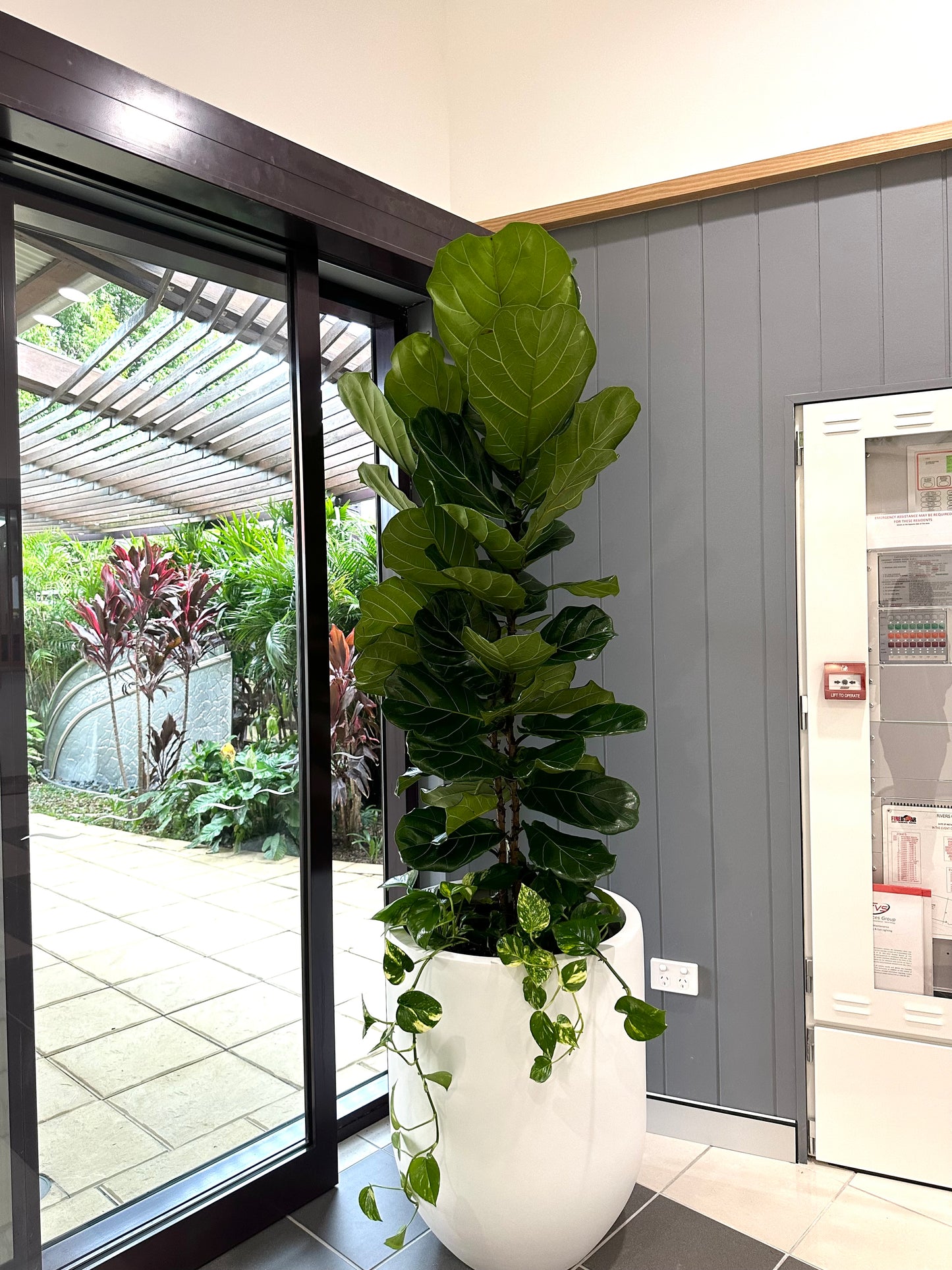 Fiddle leaf figs (Pickup/Delivery)