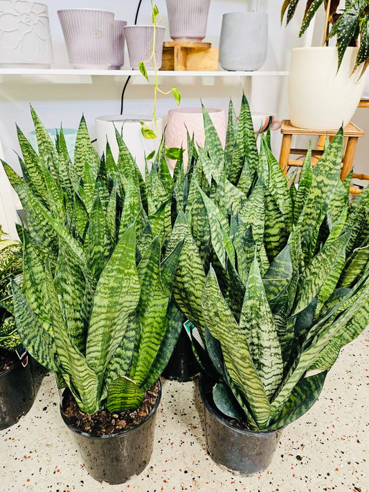 Snake Plant Green 200mm pot (Pick up/delivery)