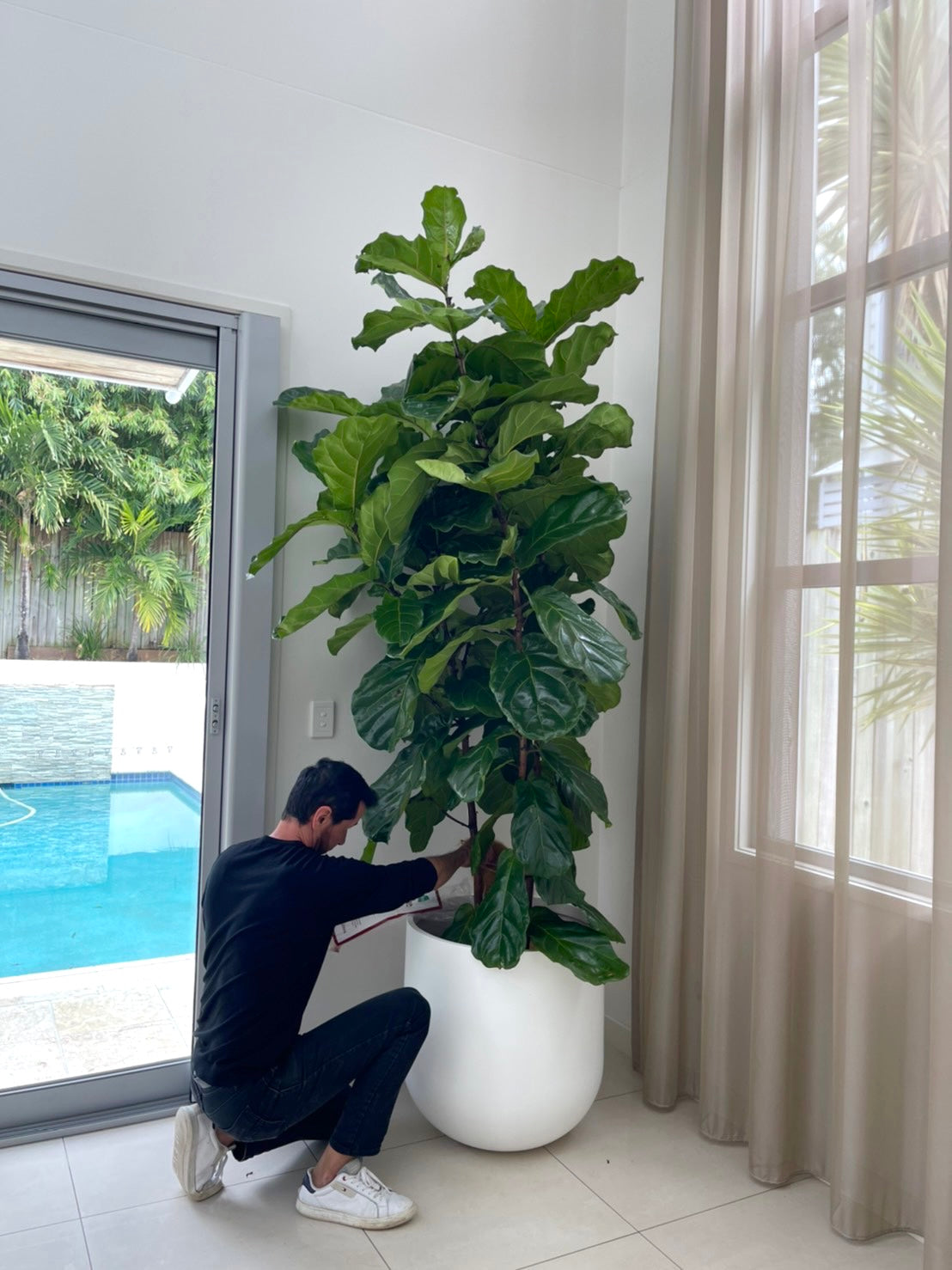 Fiddle leaf figs (Pickup/Delivery)