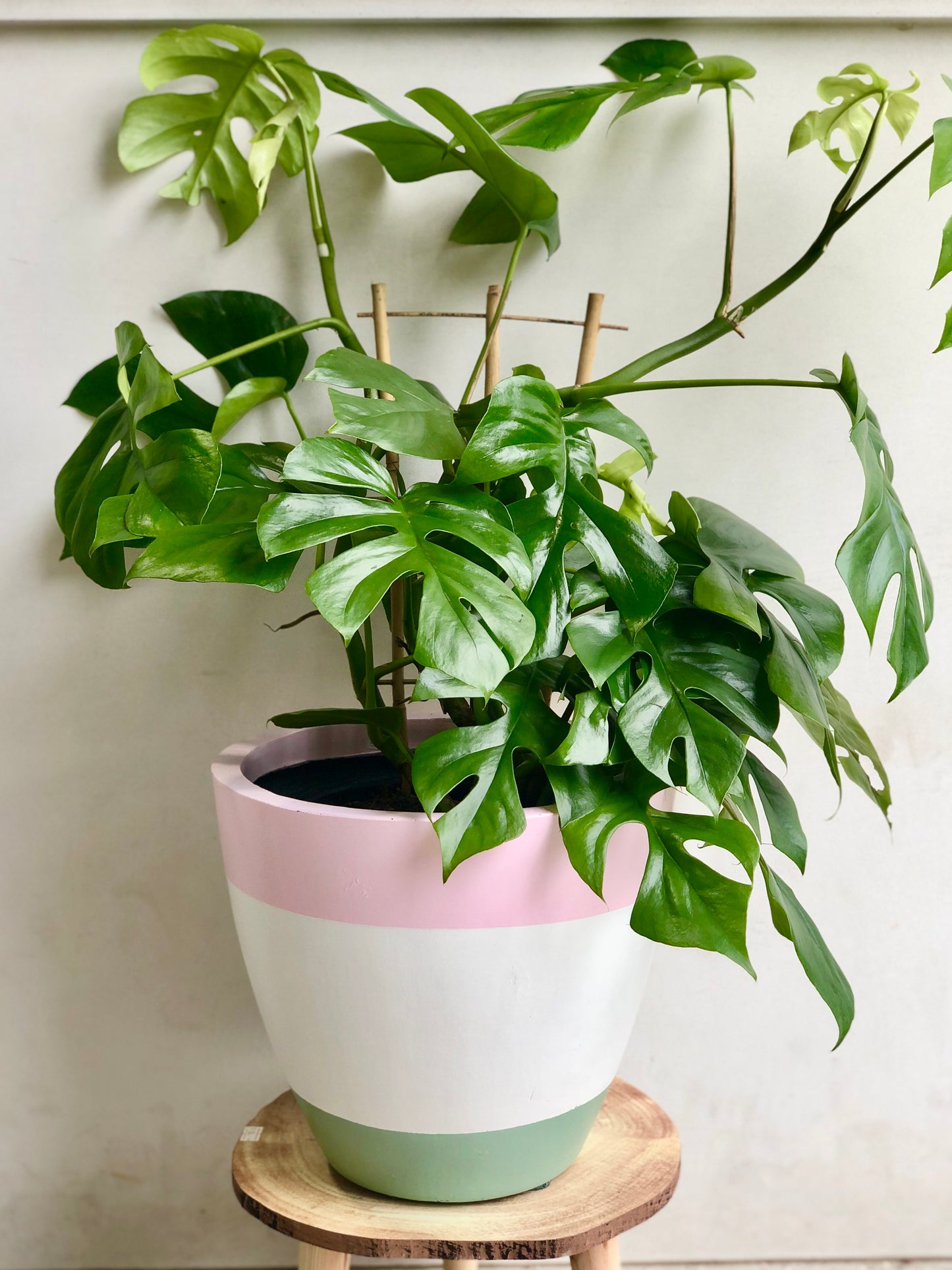 Mini Monstera (Raphidophora Tetrasperma)200mm pot Pick up/Delivery