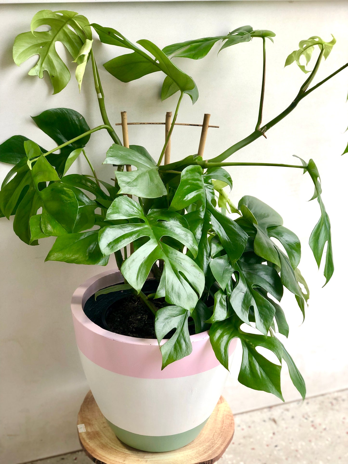 Mini Monstera (Raphidophora Tetrasperma)200mm pot Pick up/Delivery