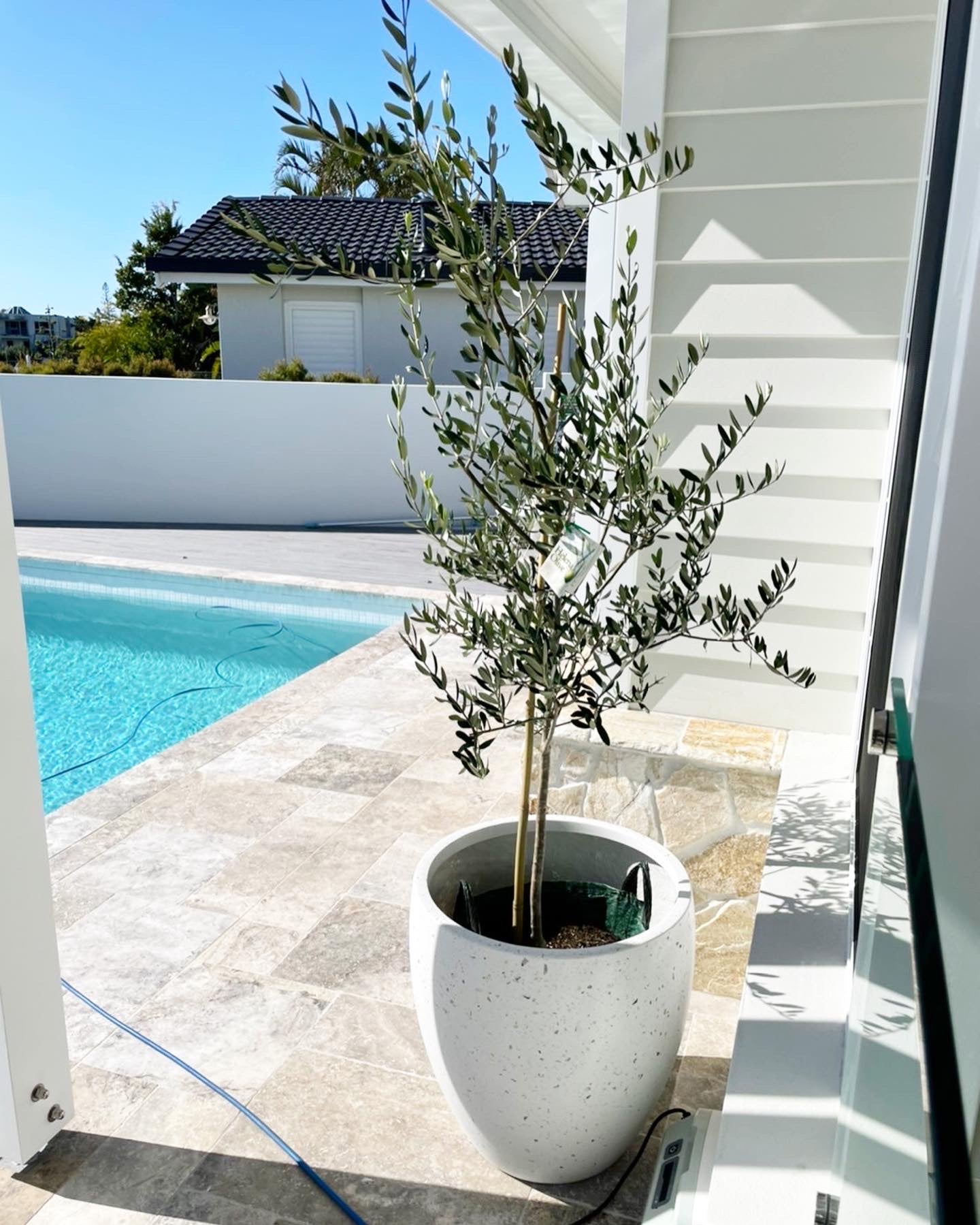 Large Olive tree 400mm (pickup/delivery)