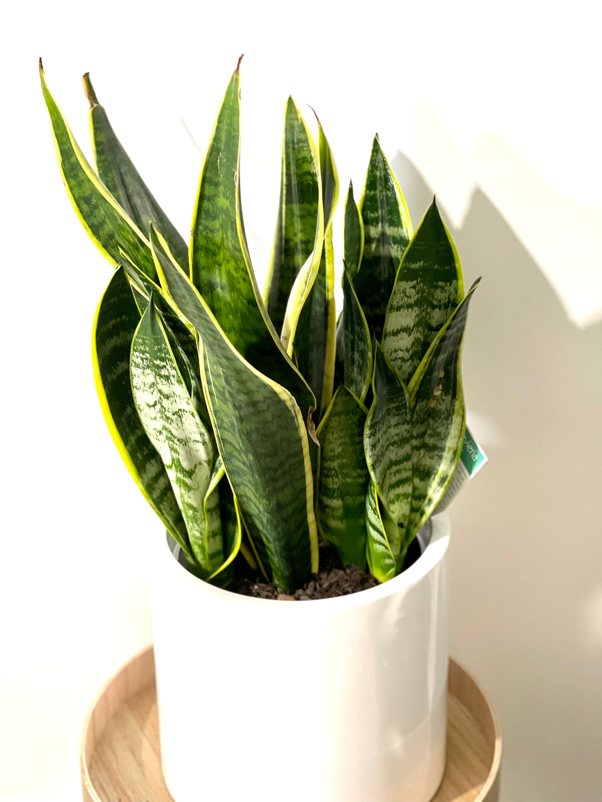 Snake Plant Yellow 200mm pot (Pick up/delivery)