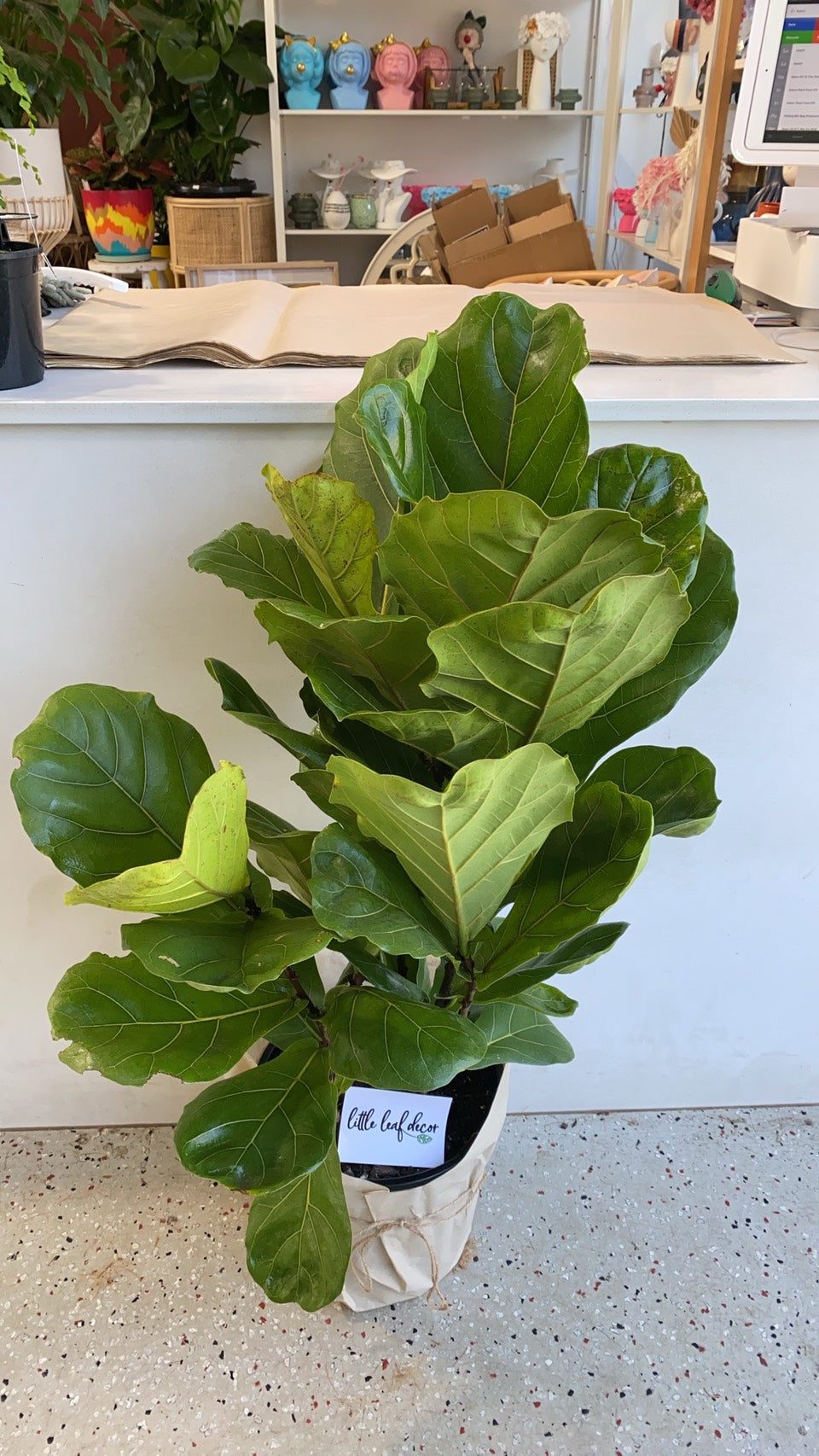 Fiddle leaf fig 80cm-1m tall 250mm pot (pick up/delivery)