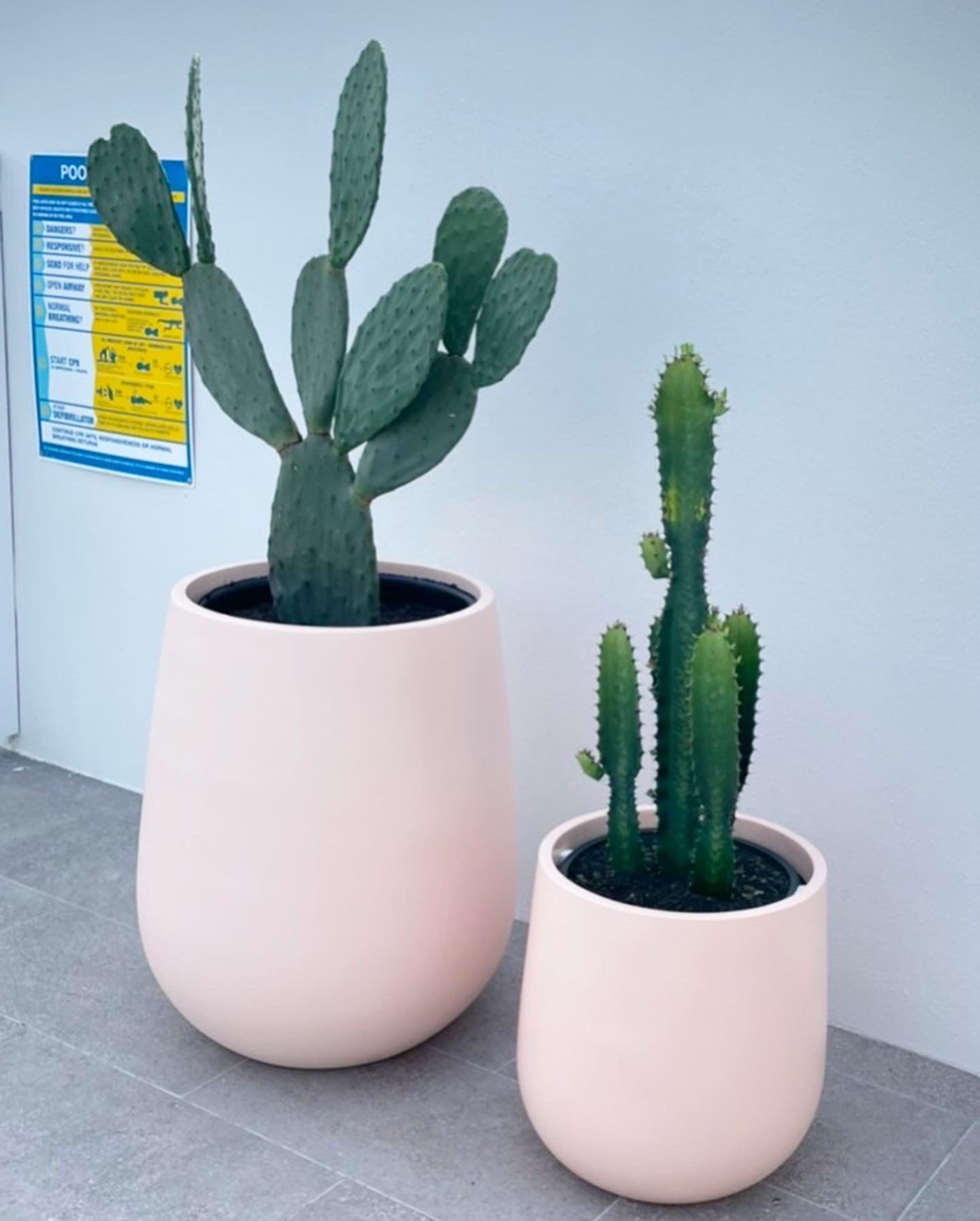 Cowboy Cactus 🌵 280mm&400mm (Pickup/Delivery)