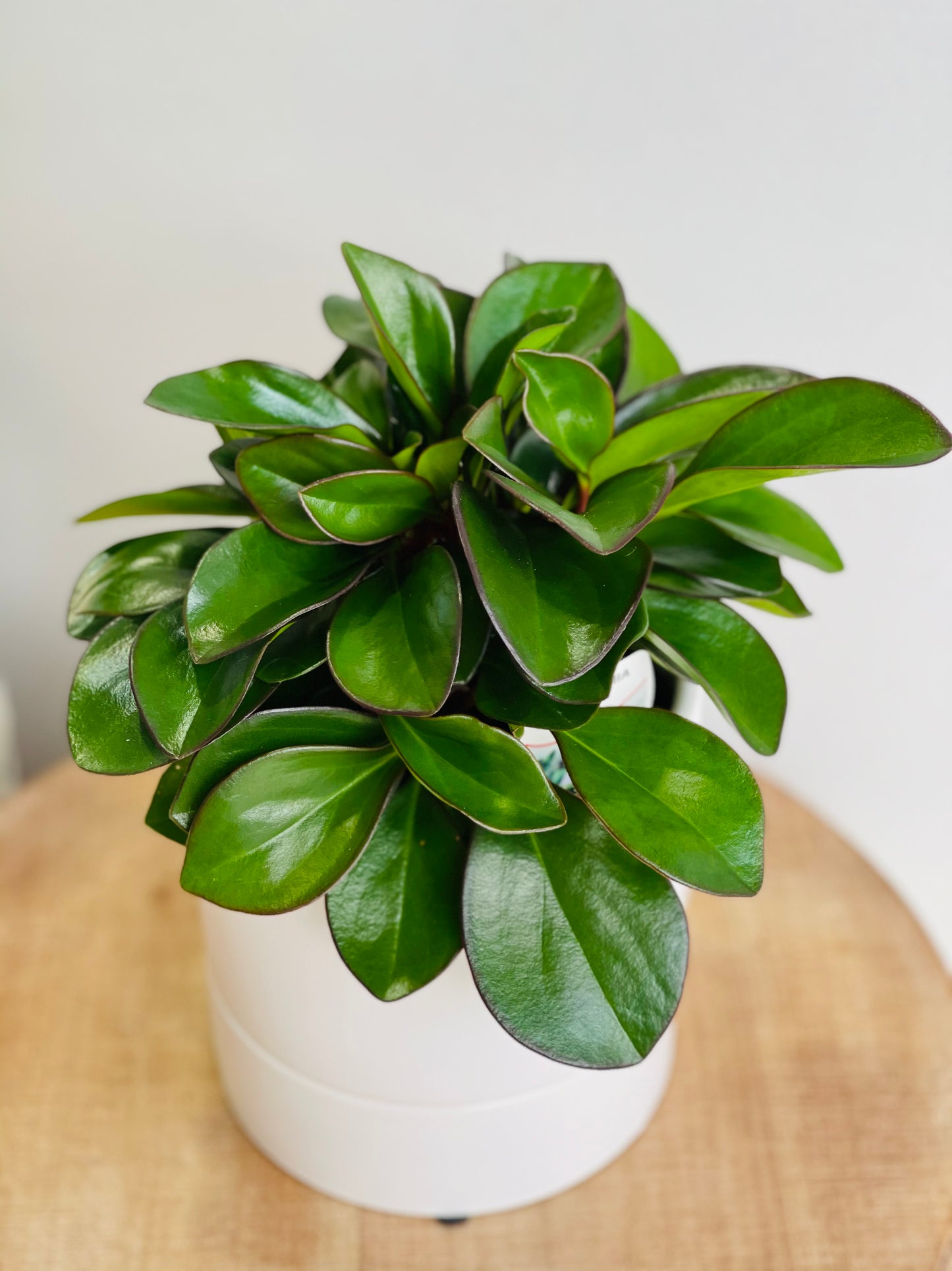 Peperomia clusiifolia Emerald  100mm pot (Pick up/Delivery)