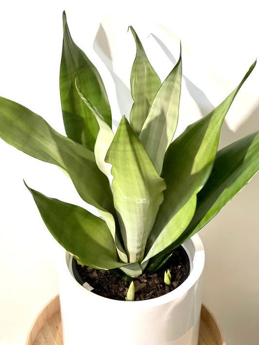 Snake Plant light green 200mm pot (Pick up/delivery)